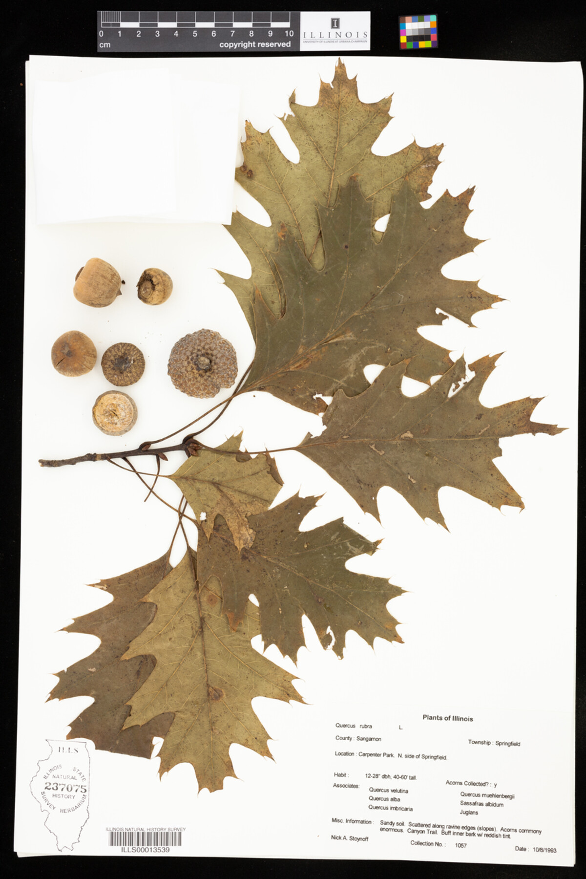Quercus rubra image
