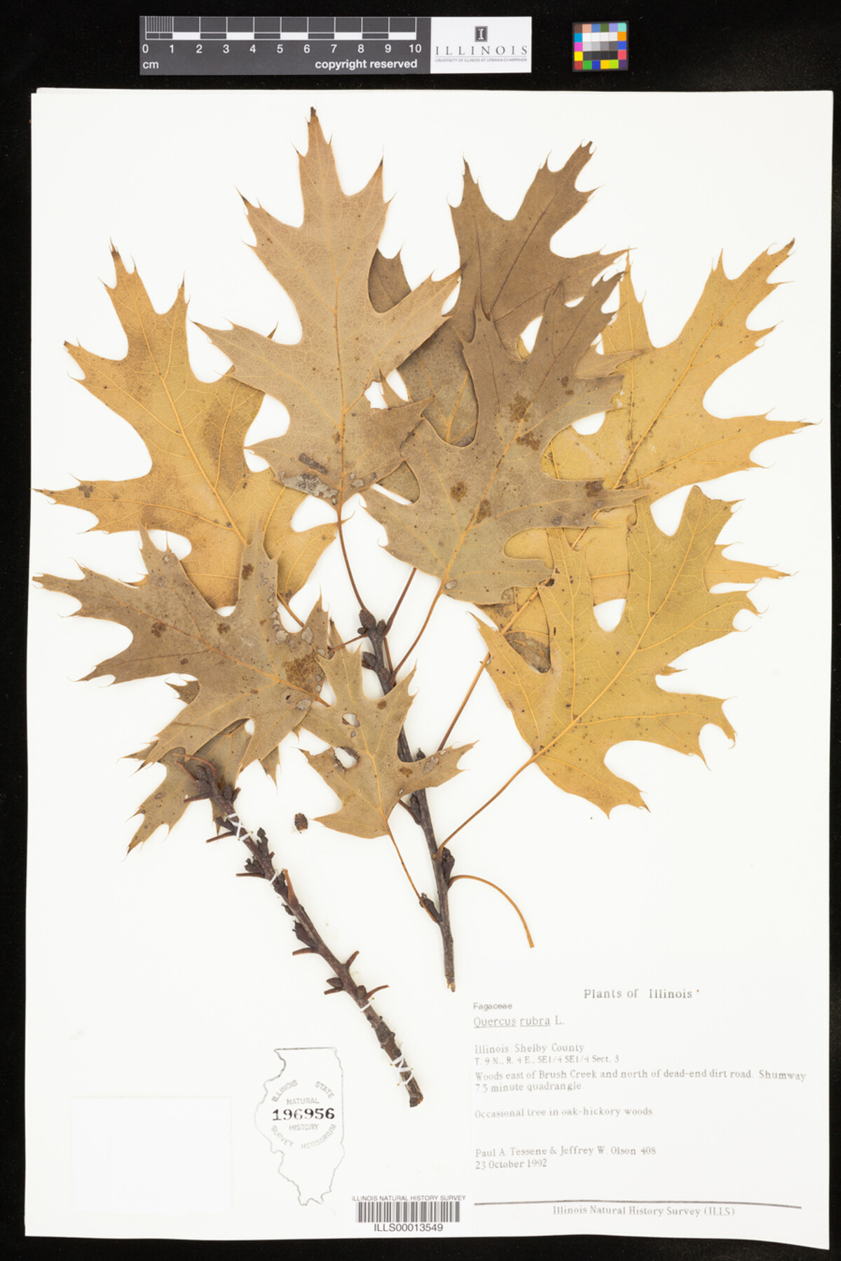 Quercus rubra image