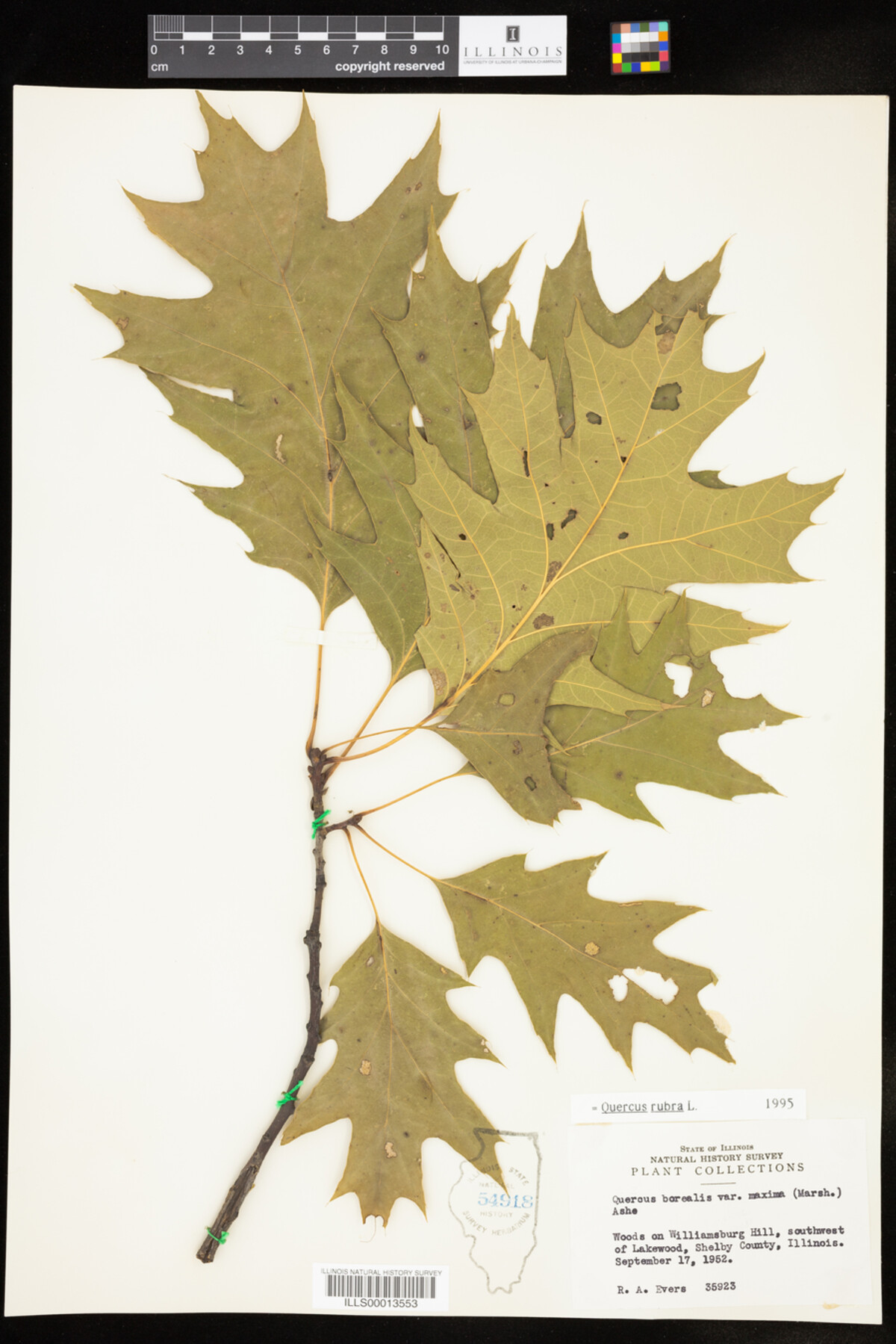 Quercus rubra image