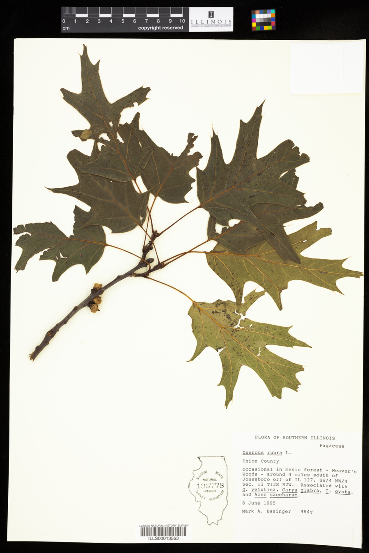Quercus rubra image