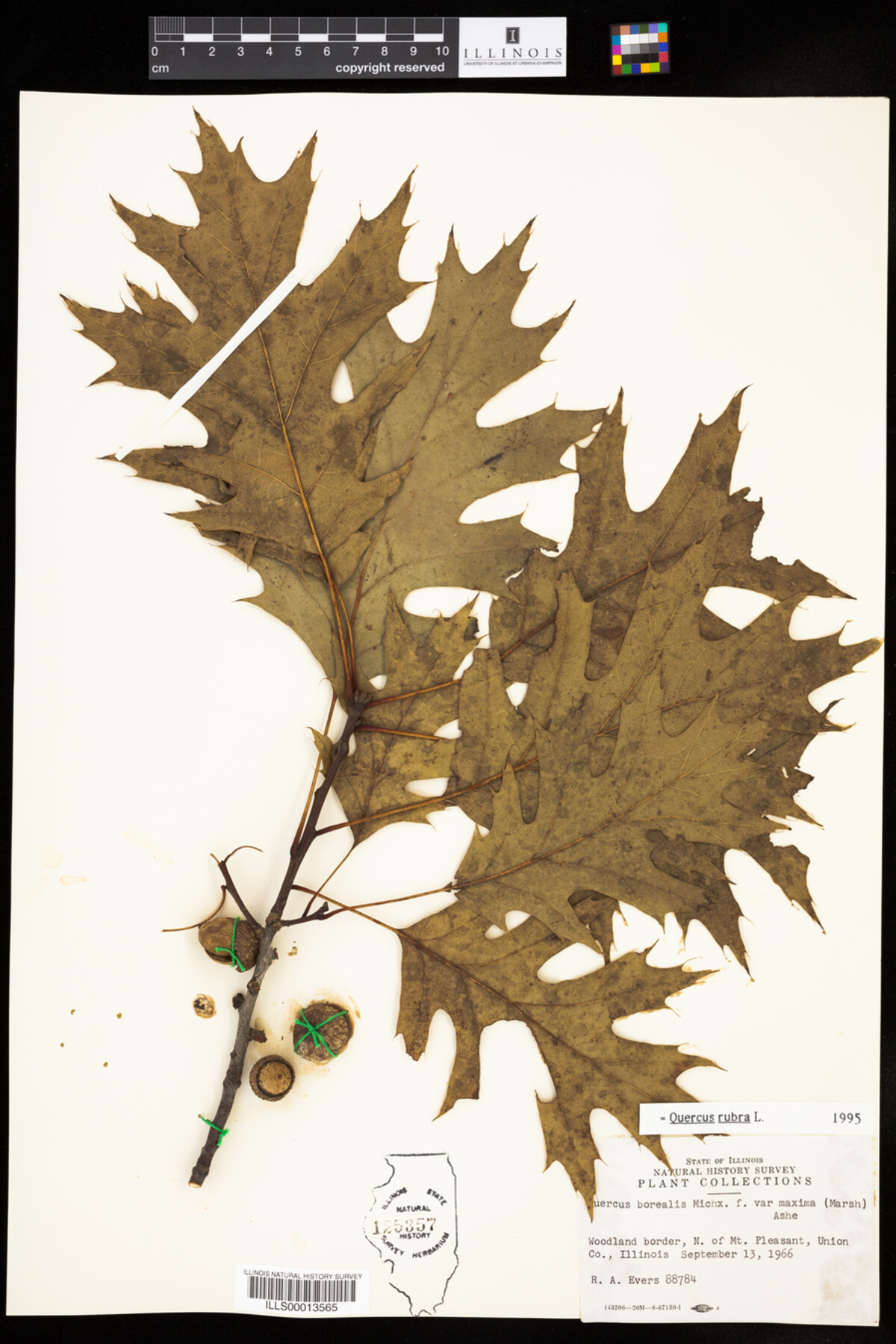 Quercus rubra image