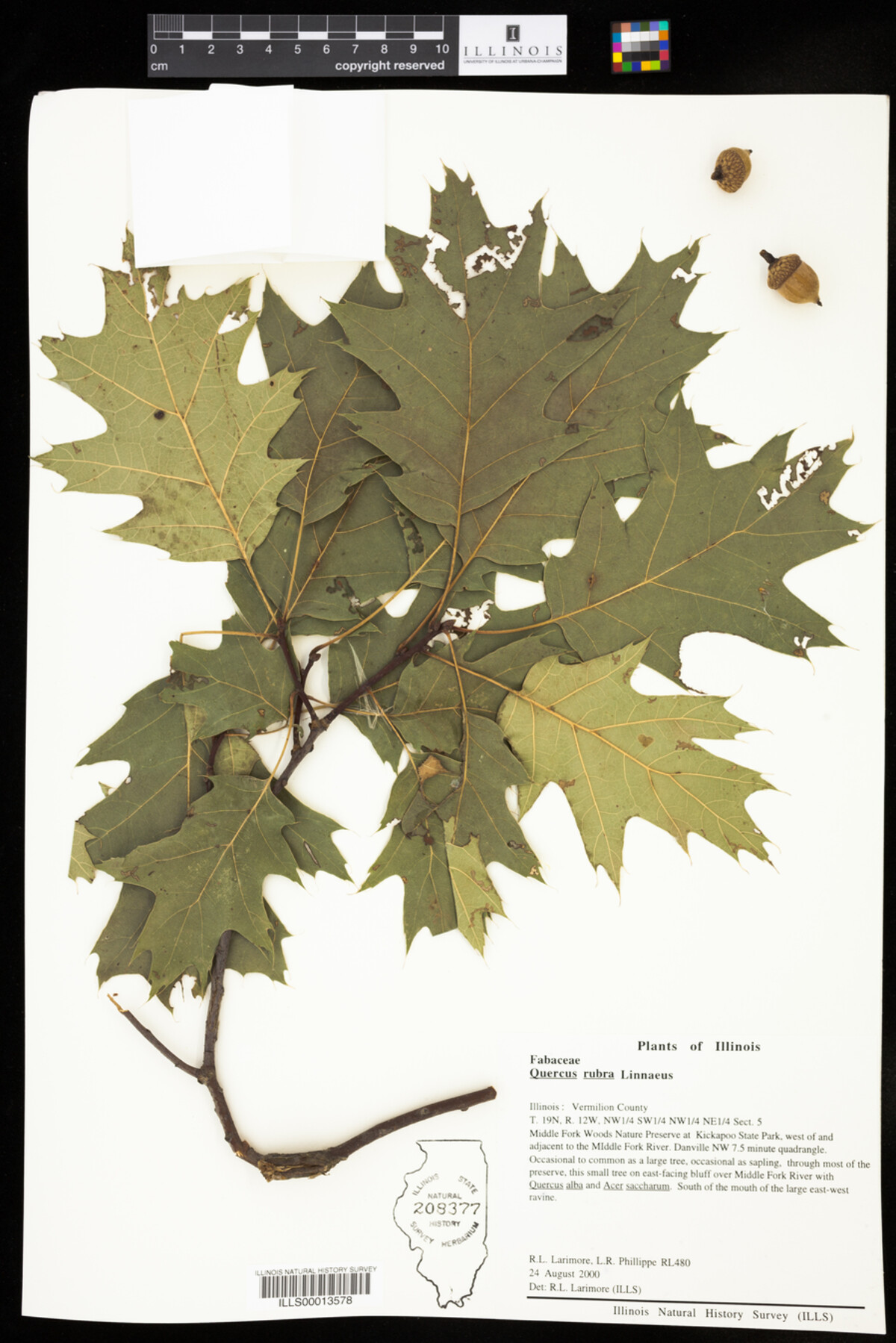 Quercus rubra image