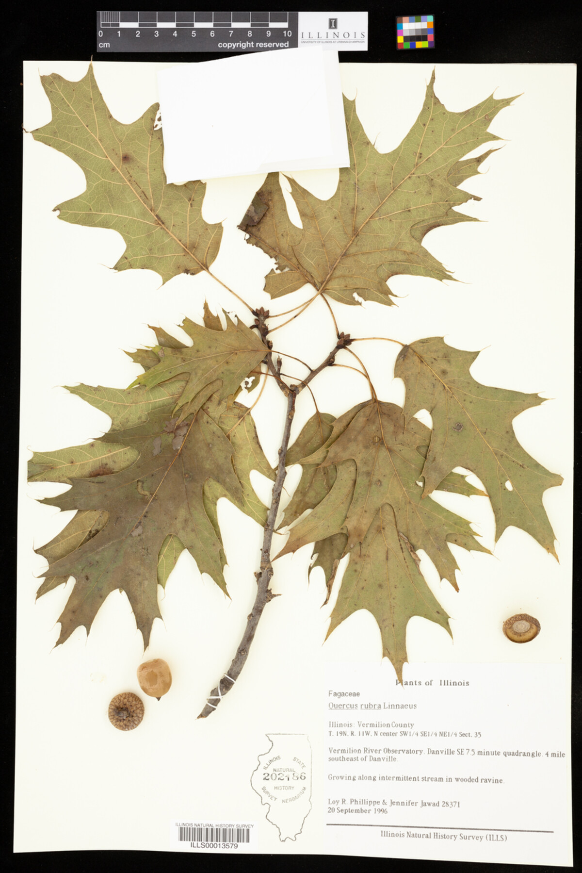 Quercus rubra image