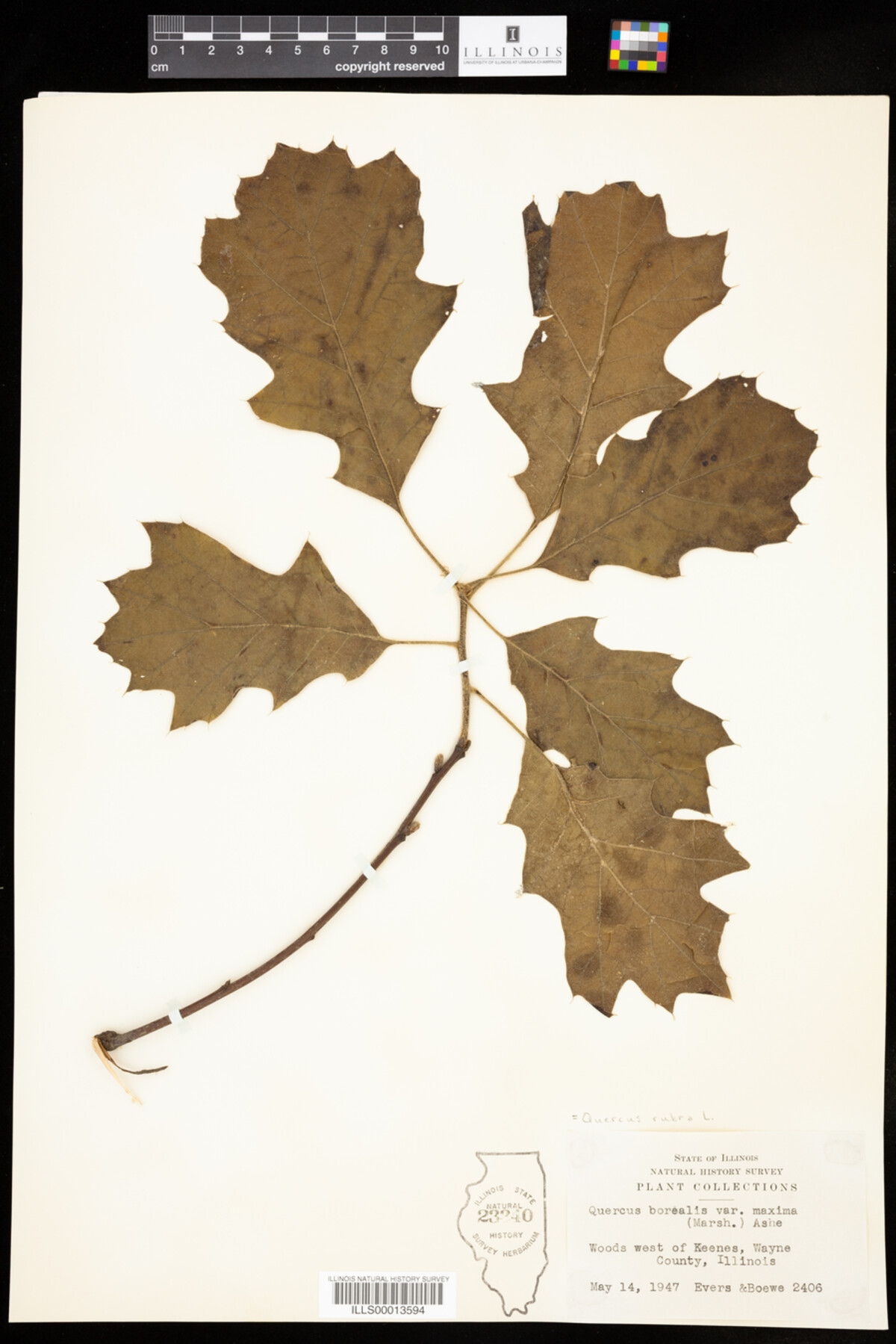 Quercus rubra image