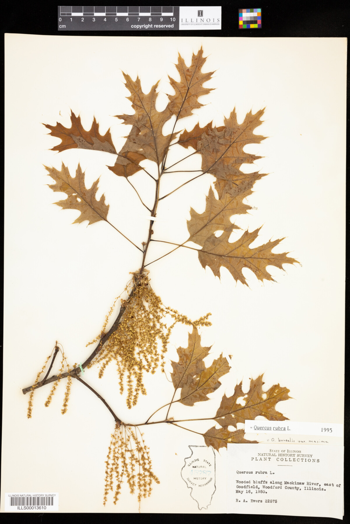 Quercus rubra image