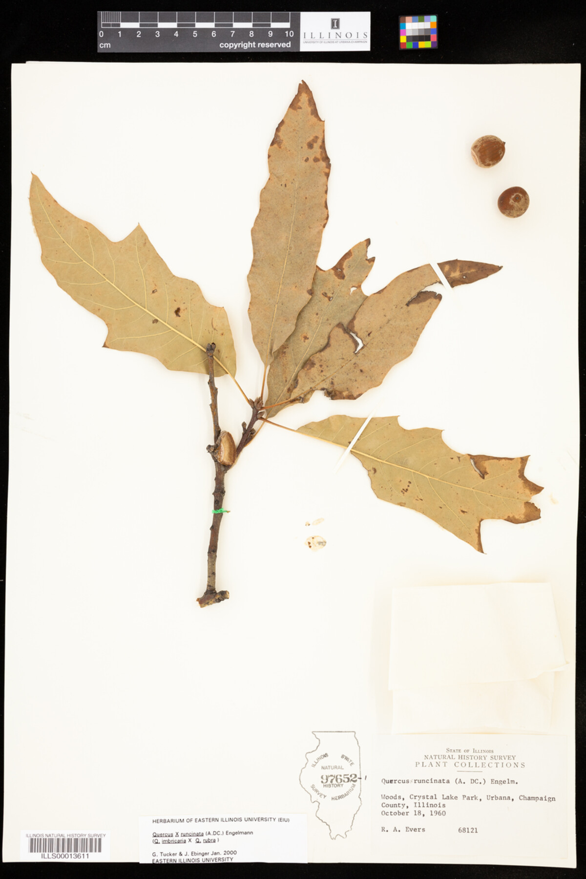 Quercus X runcinata image