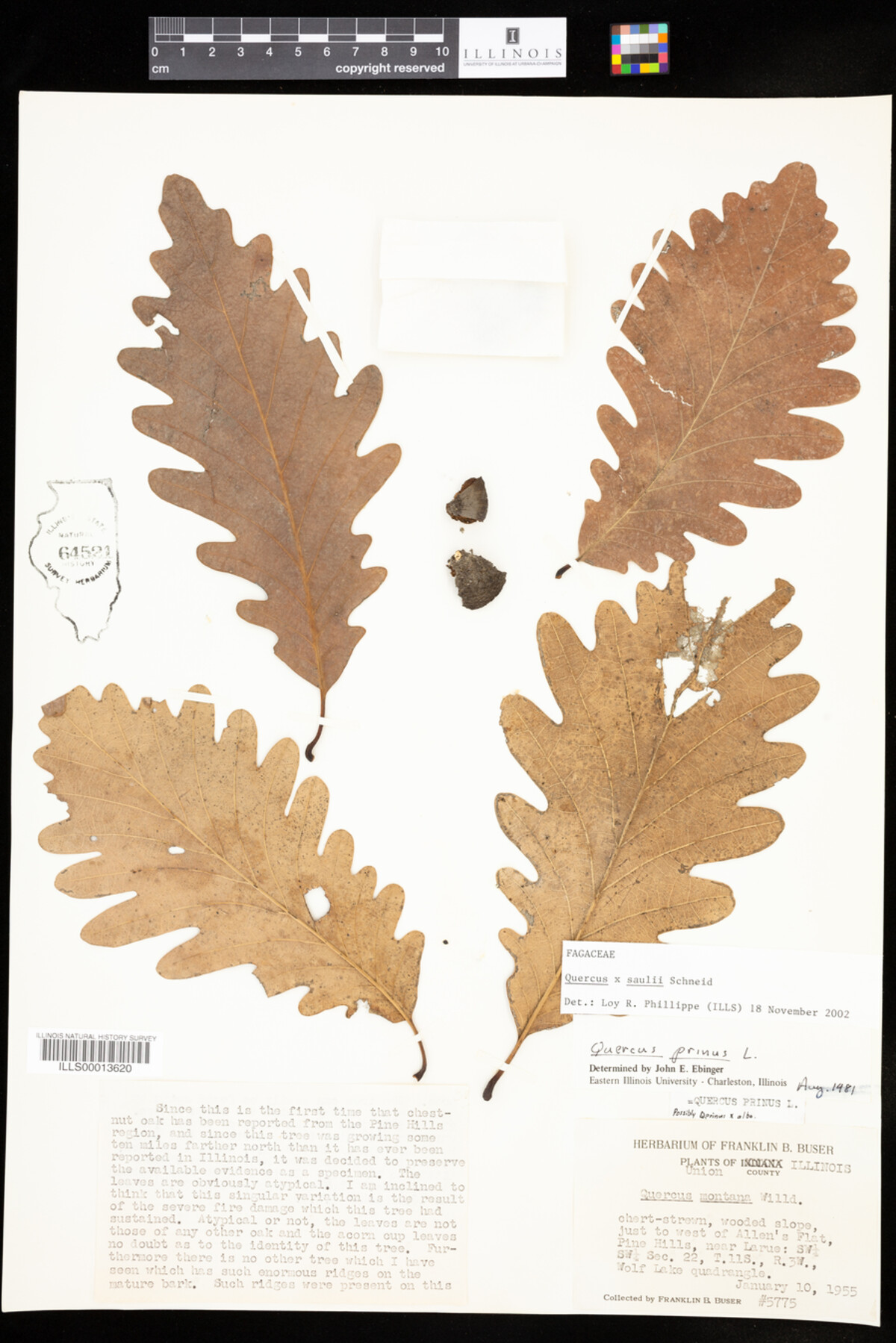 Quercus X saulii image