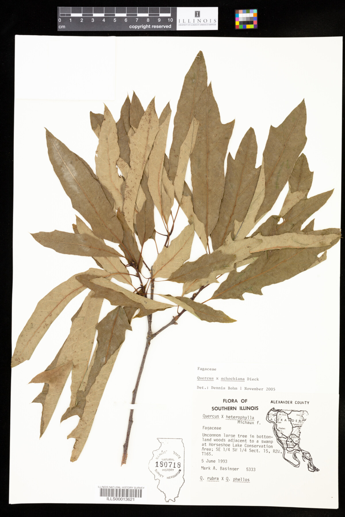 Quercus X schochiana image