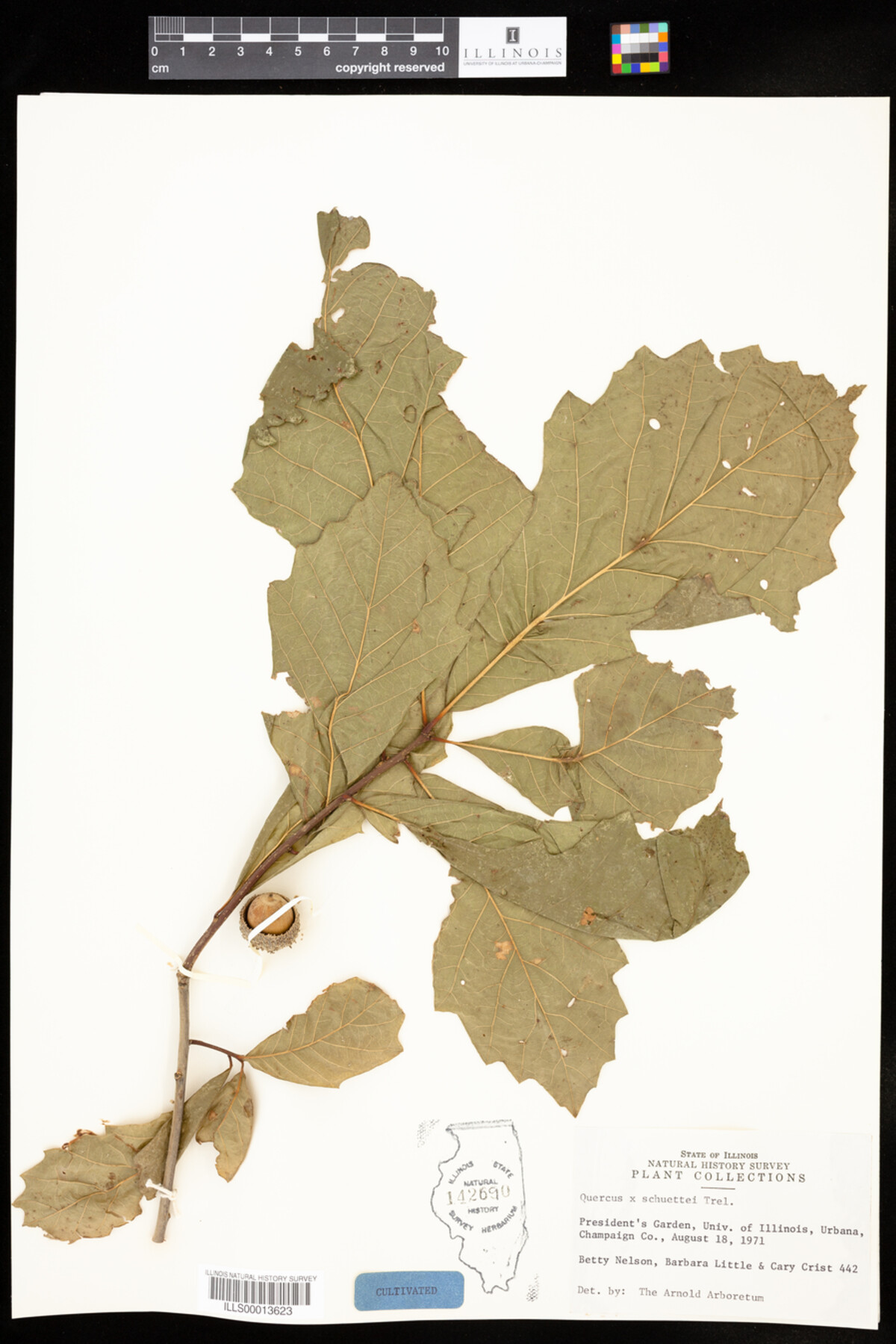Quercus X schuettei image