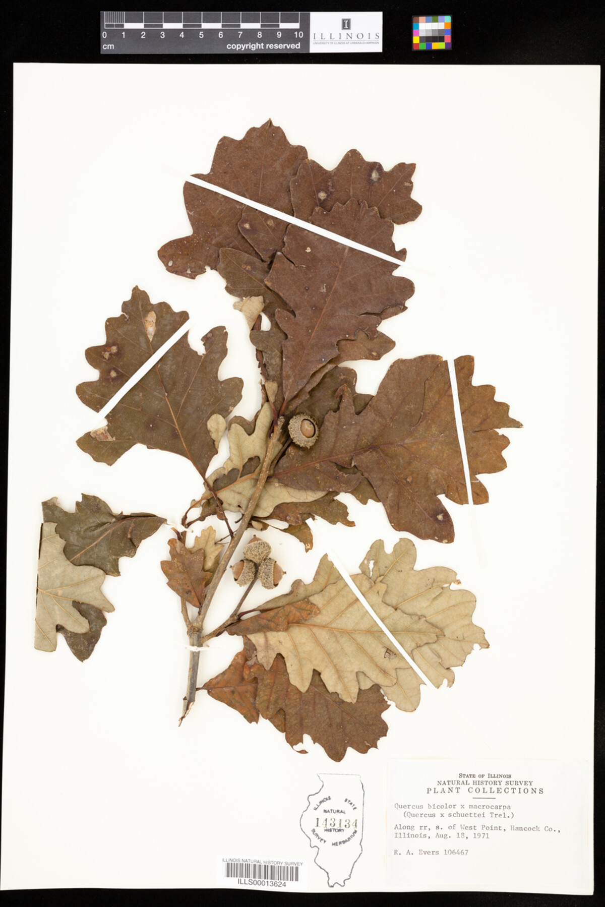 Quercus X schuettei image