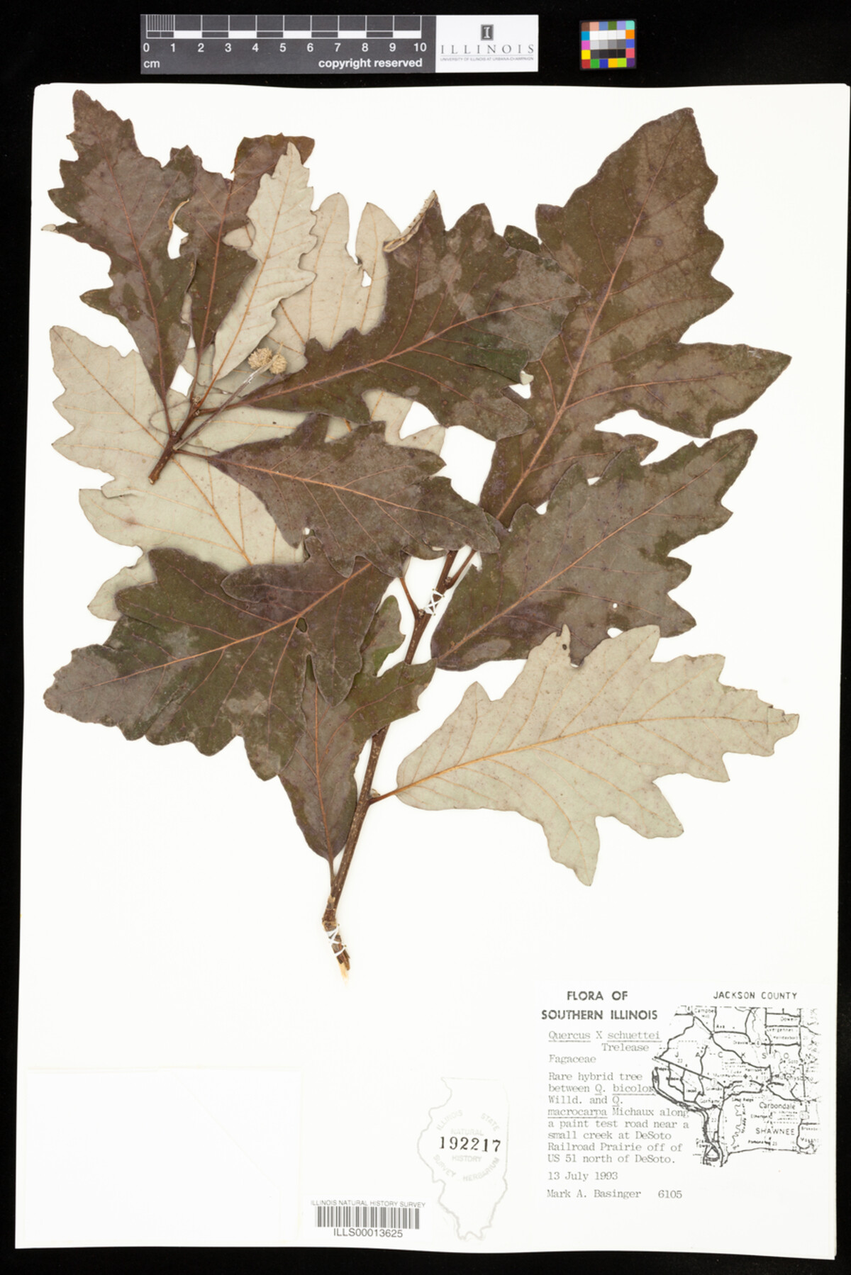 Quercus X schuettei image