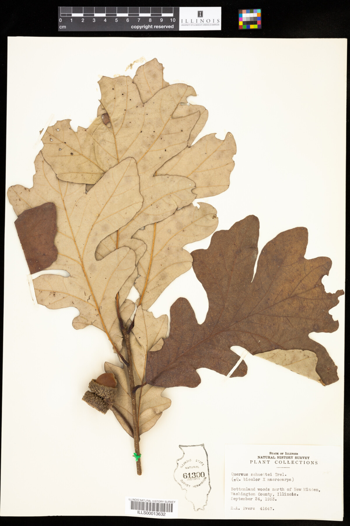 Quercus X schuettei image