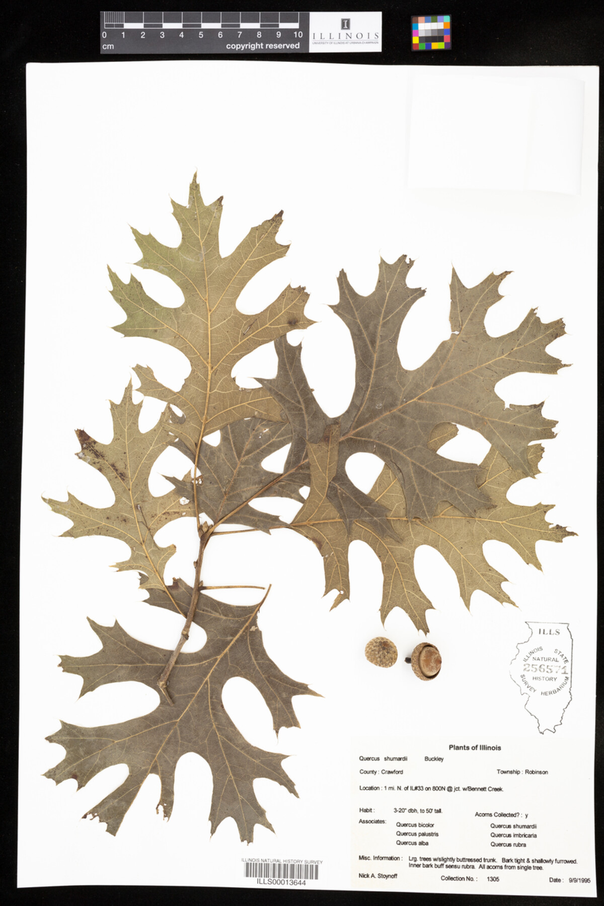 Quercus shumardii image