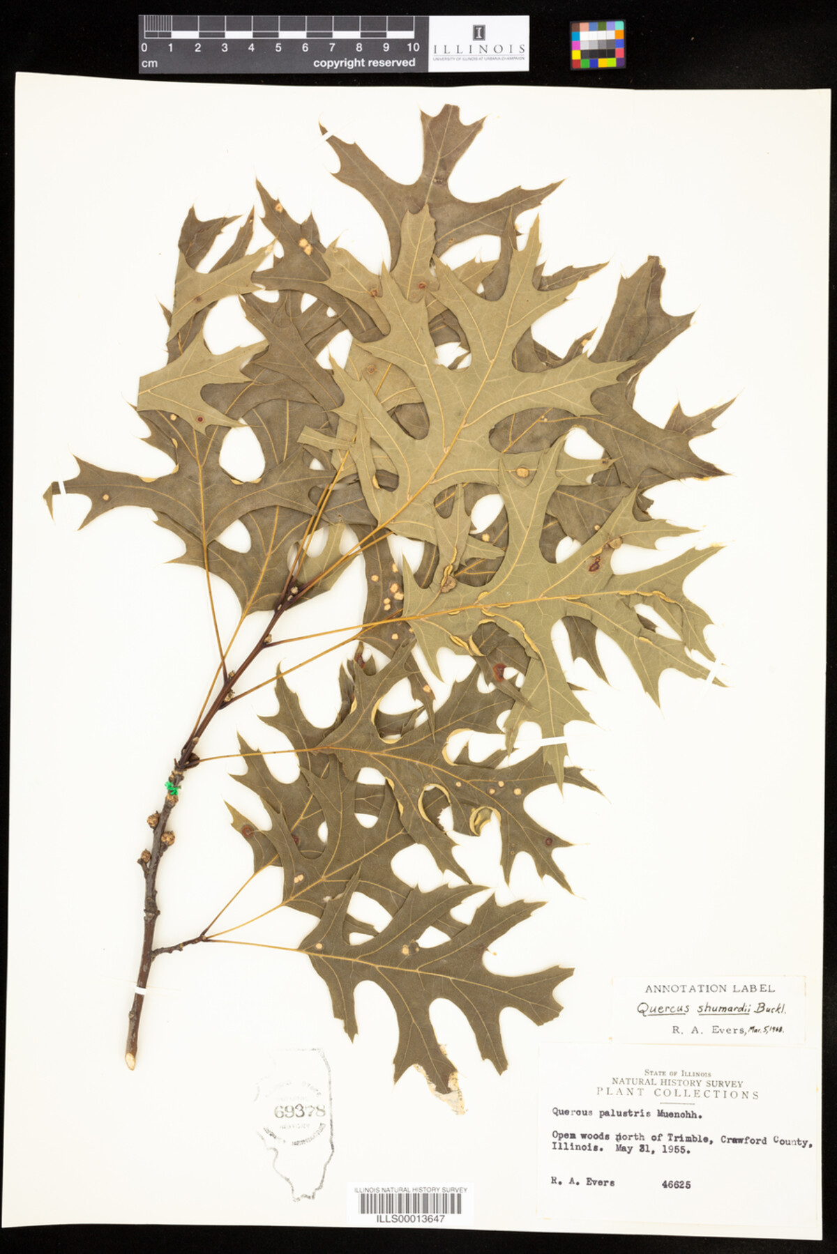Quercus shumardii image