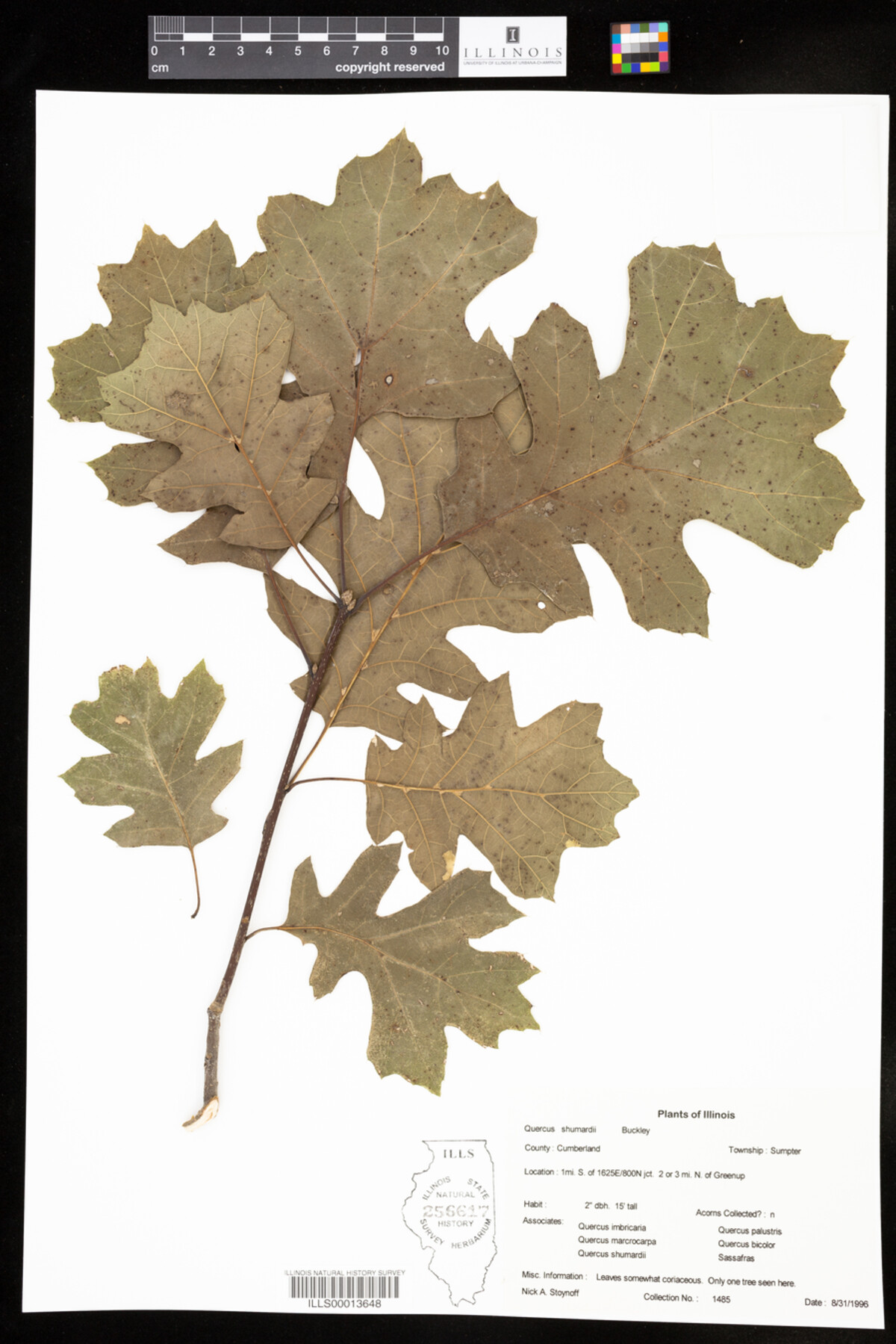 Quercus shumardii image
