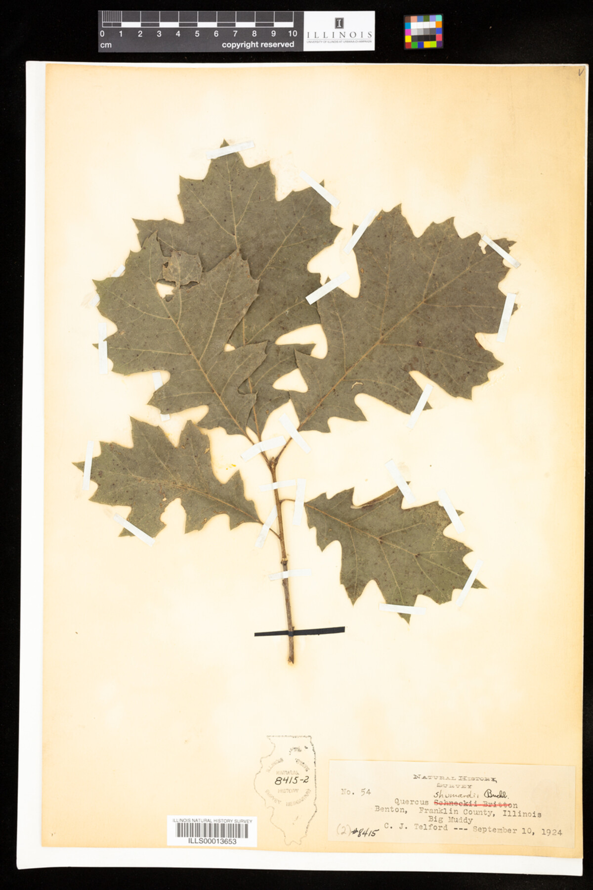 Quercus shumardii image