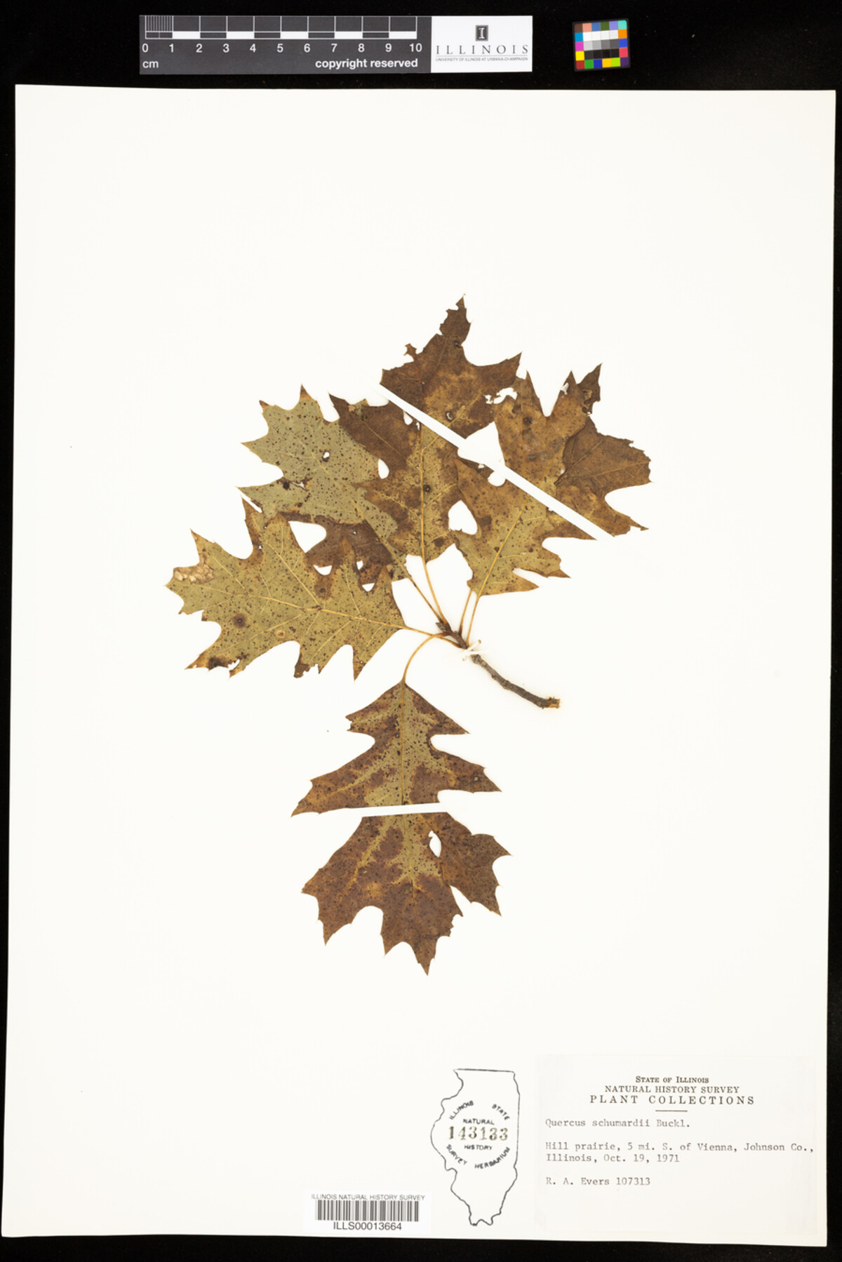 Quercus shumardii image