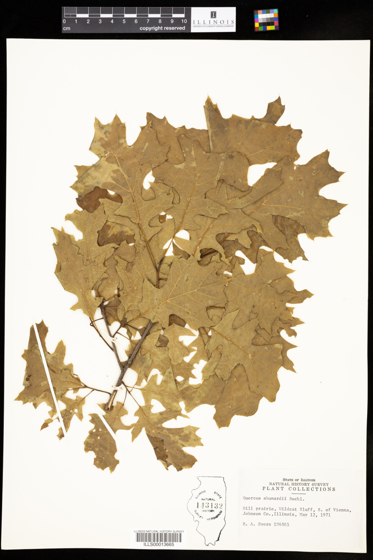 Quercus shumardii image