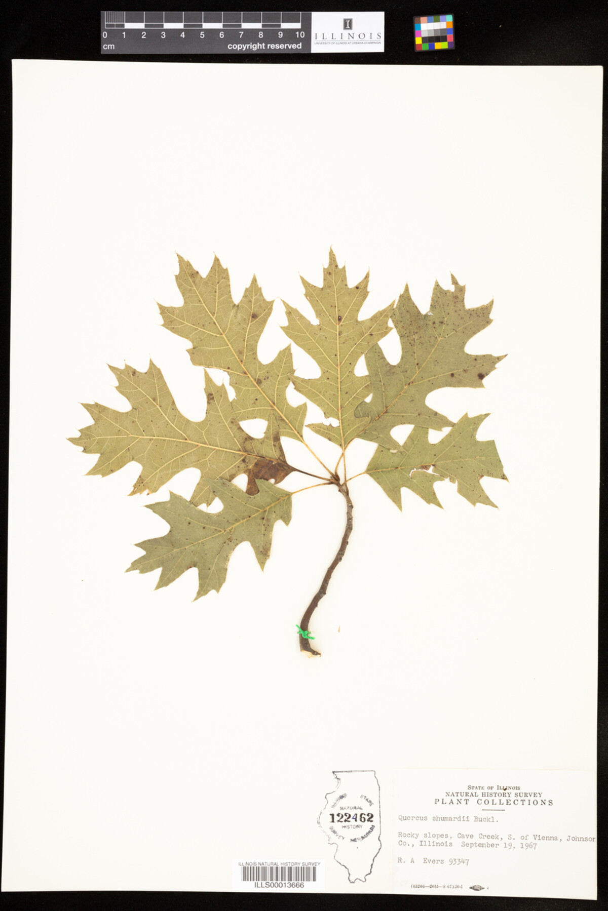 Quercus shumardii image