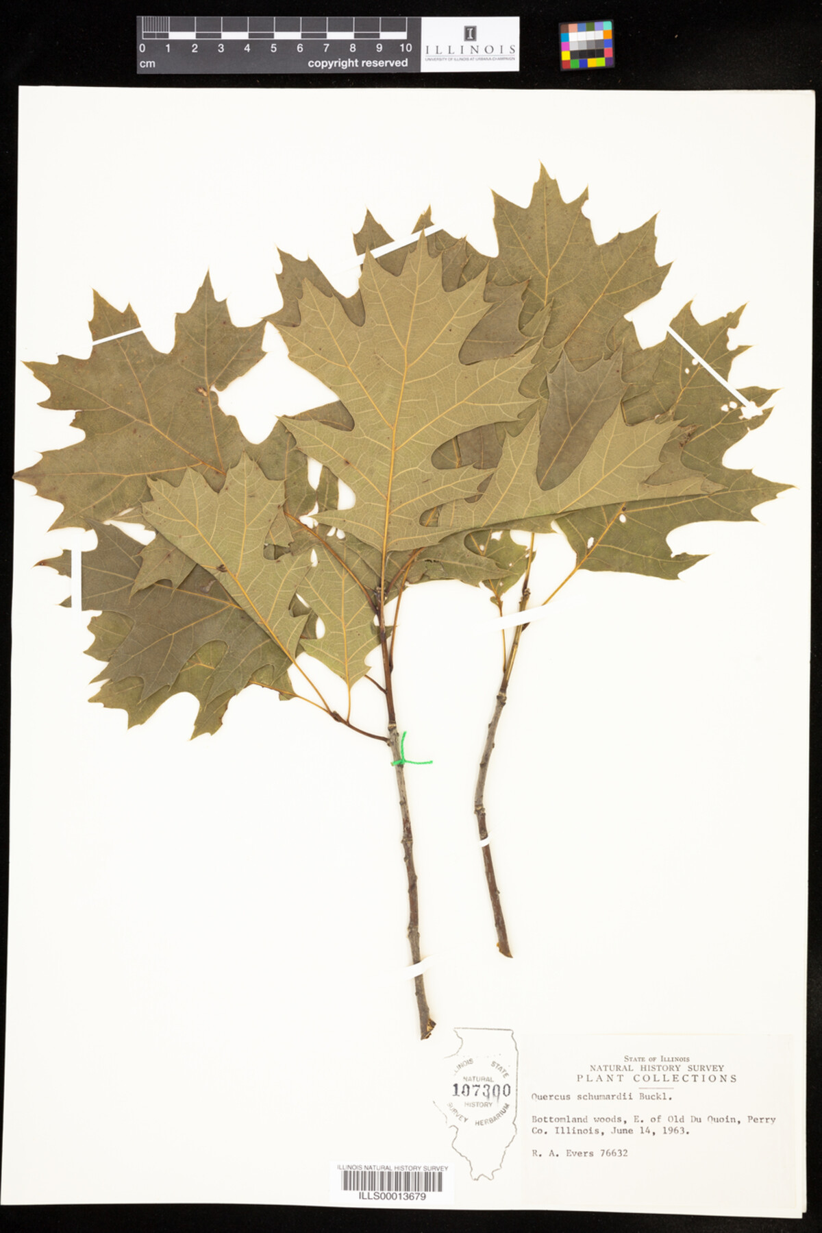 Quercus shumardii image