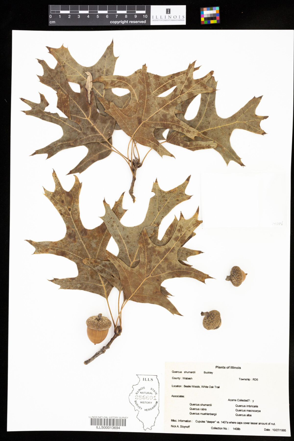 Quercus shumardii image