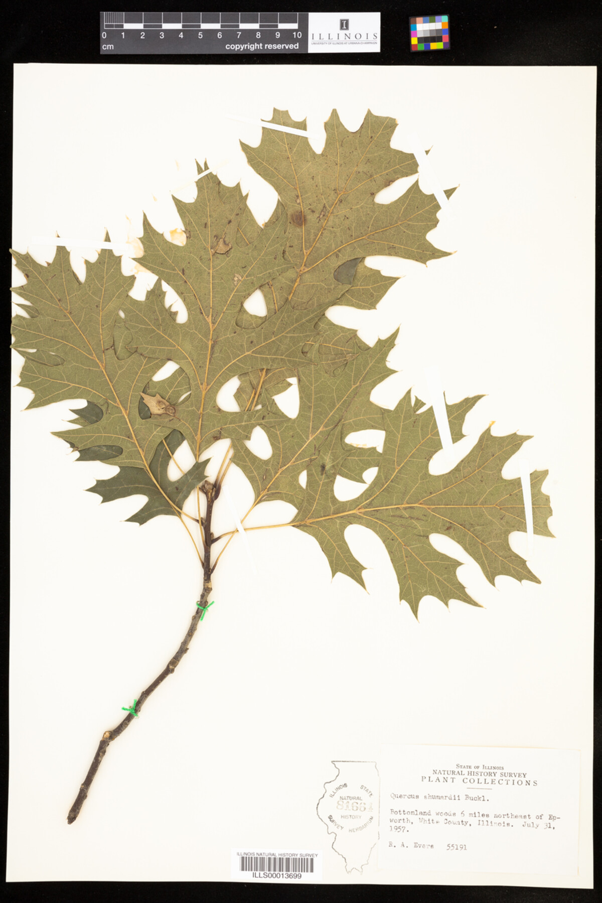 Quercus shumardii image