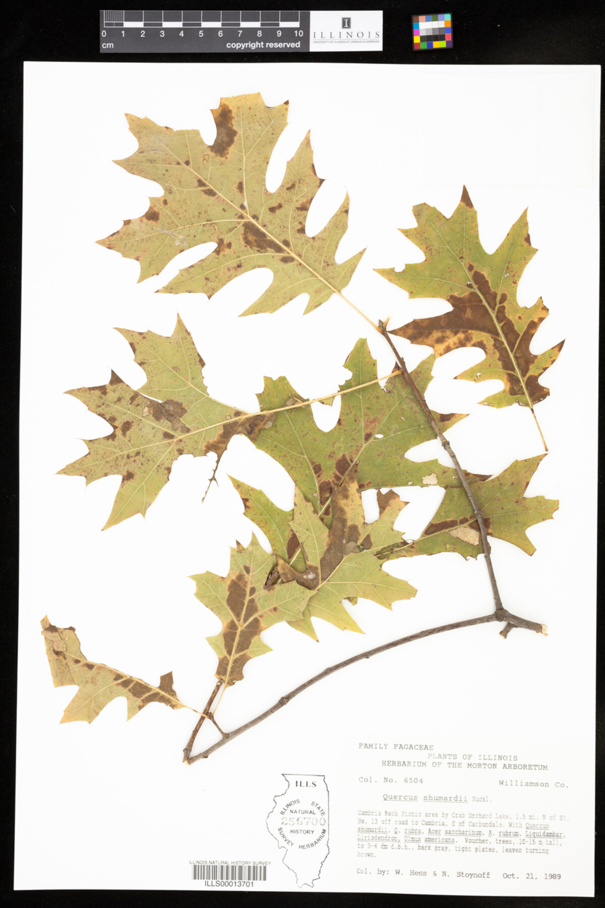 Quercus shumardii image