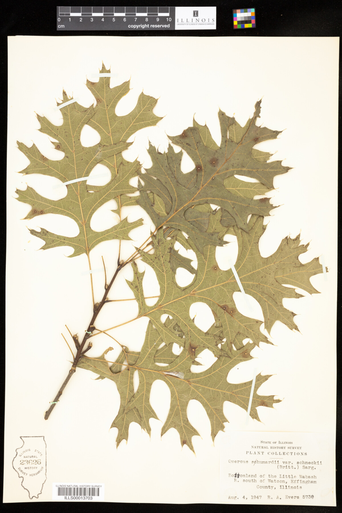 Quercus shumardii var. schneckii image