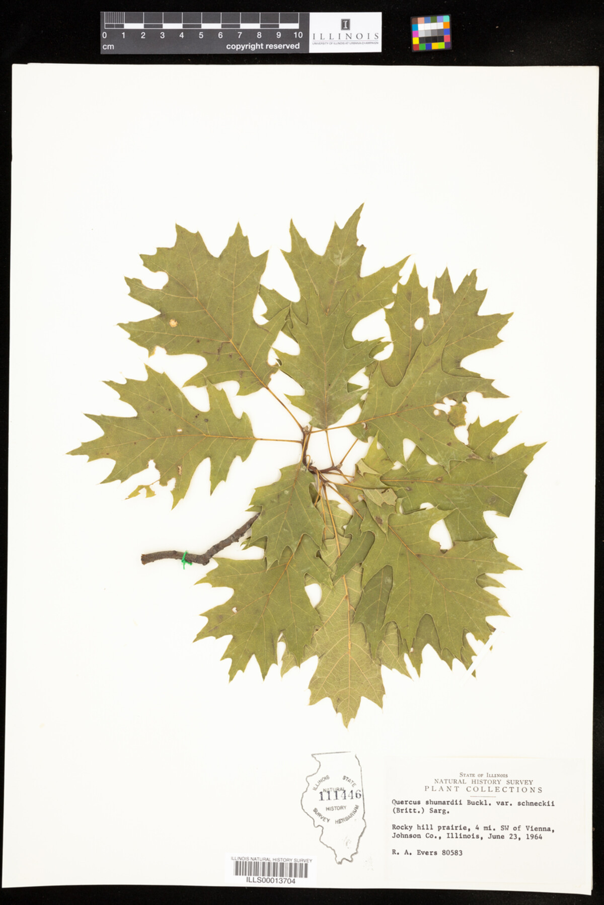 Quercus shumardii var. schneckii image