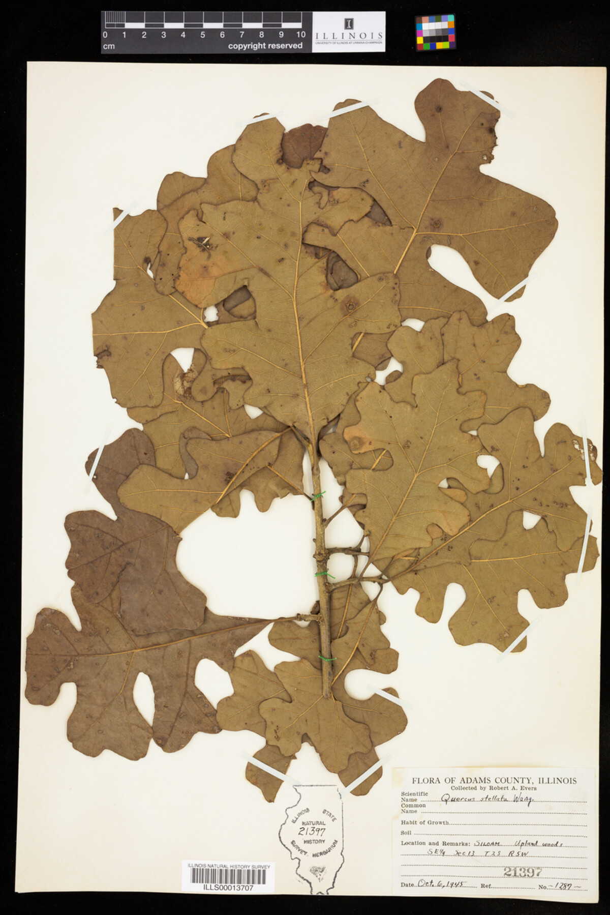 Quercus stellata image