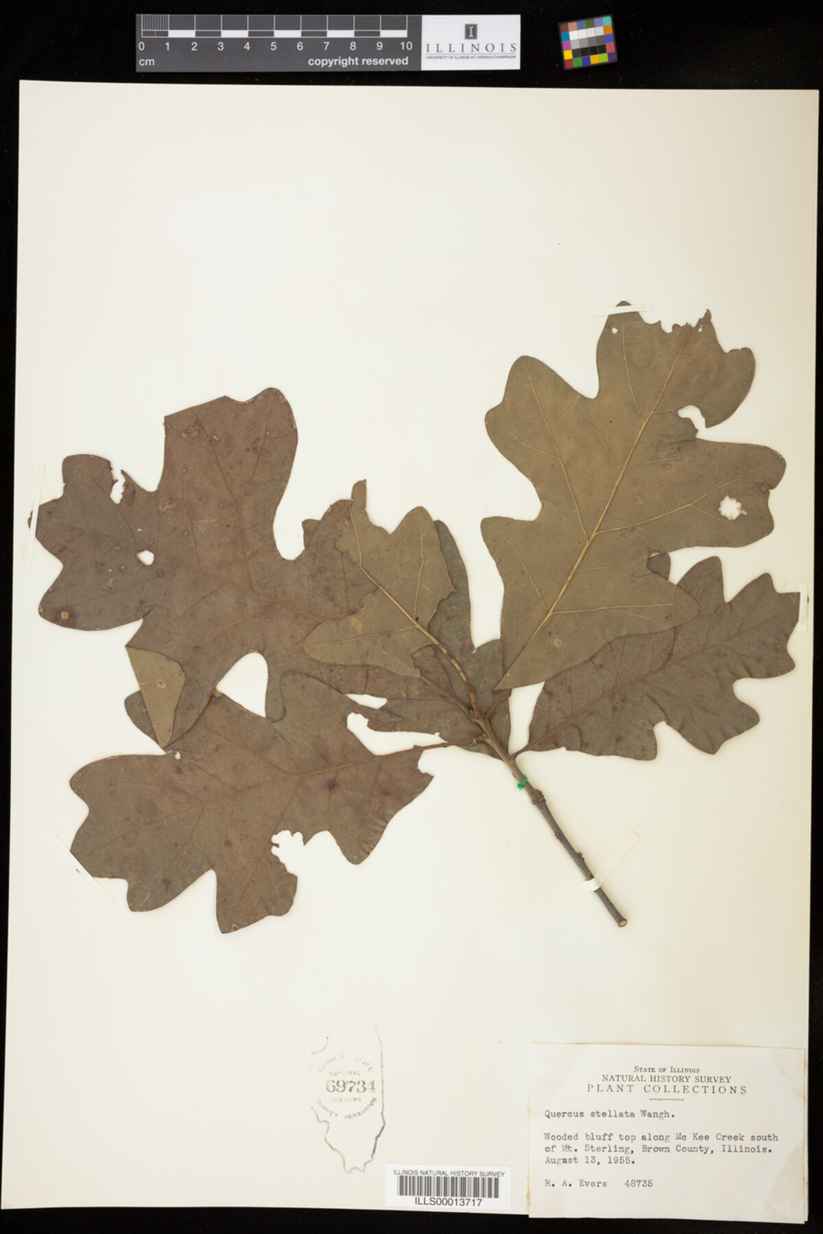 Quercus stellata image