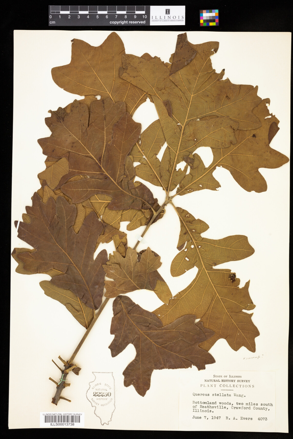 Quercus stellata image