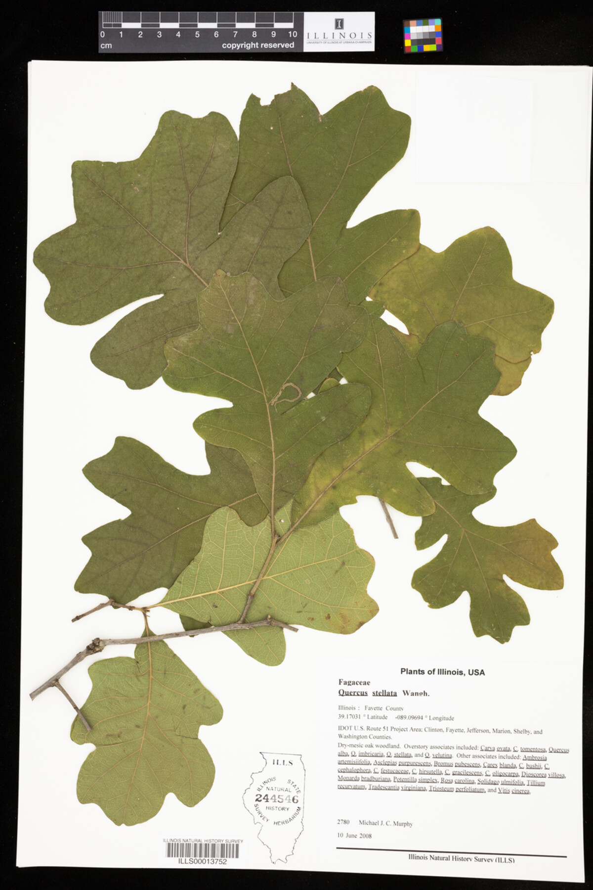 Quercus stellata image