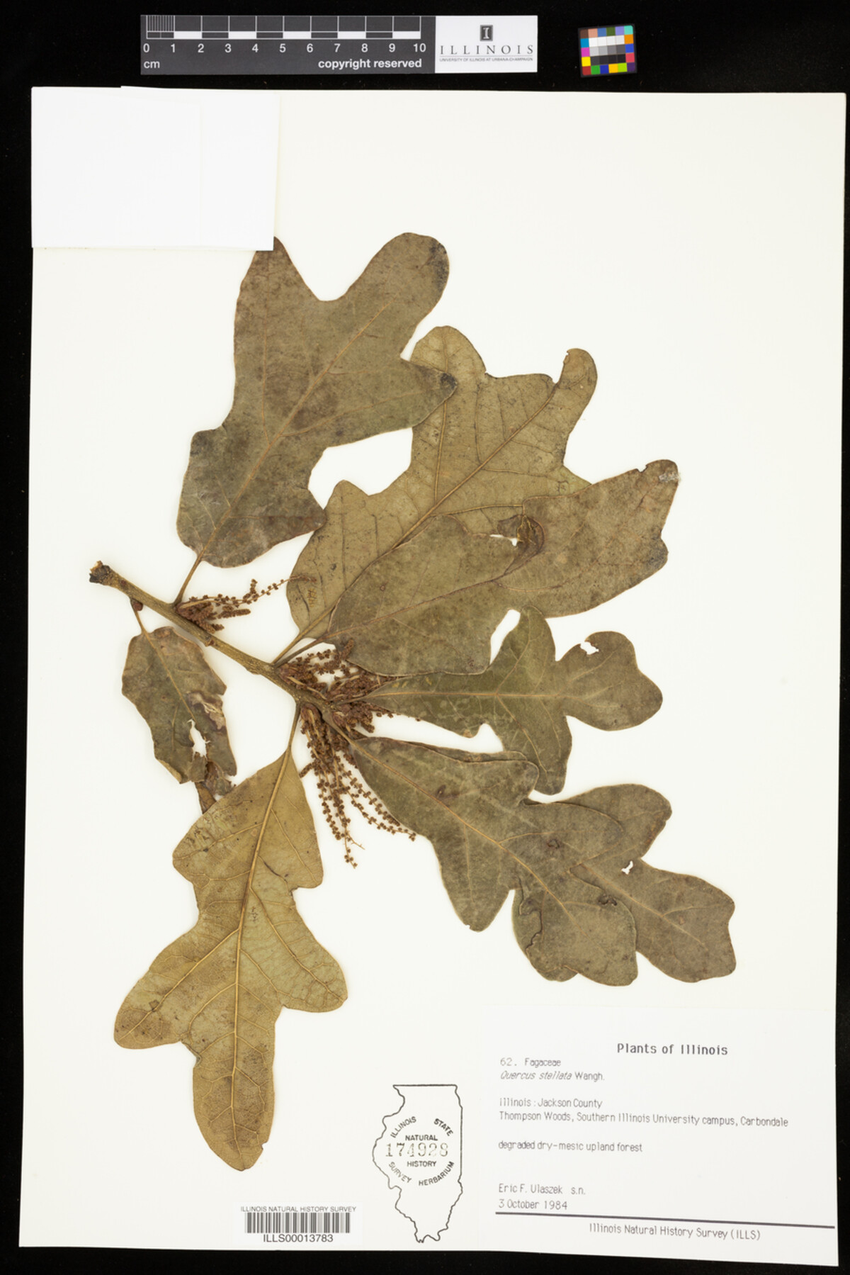 Quercus stellata image