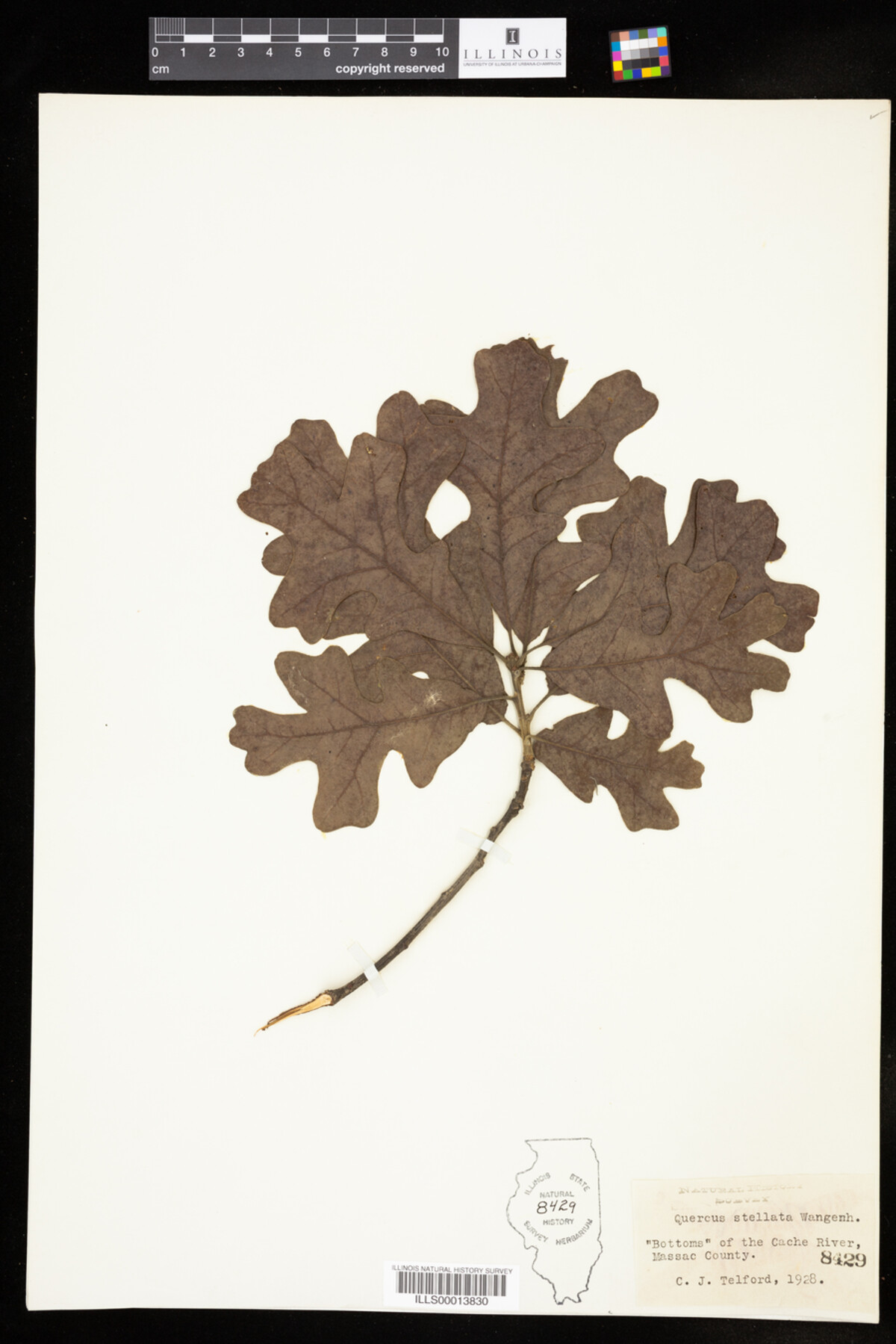 Quercus stellata image