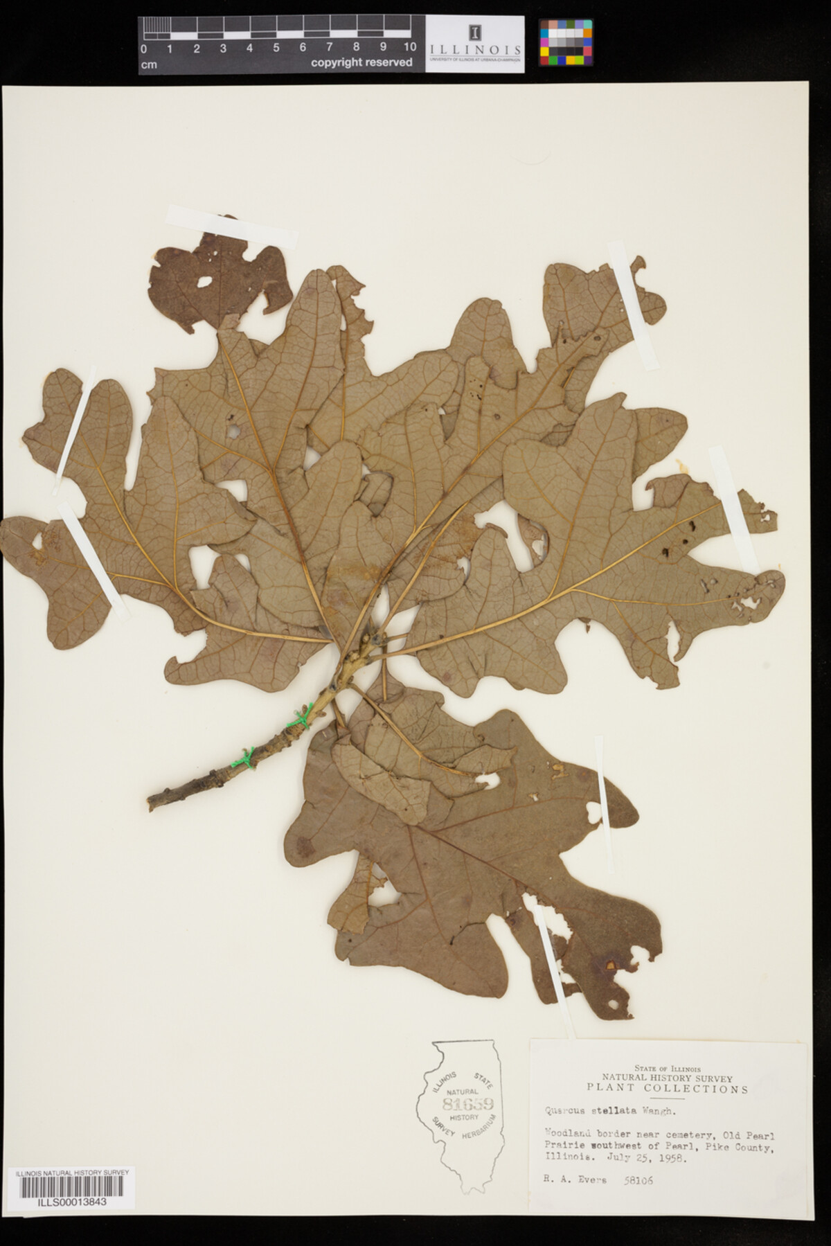 Quercus stellata image