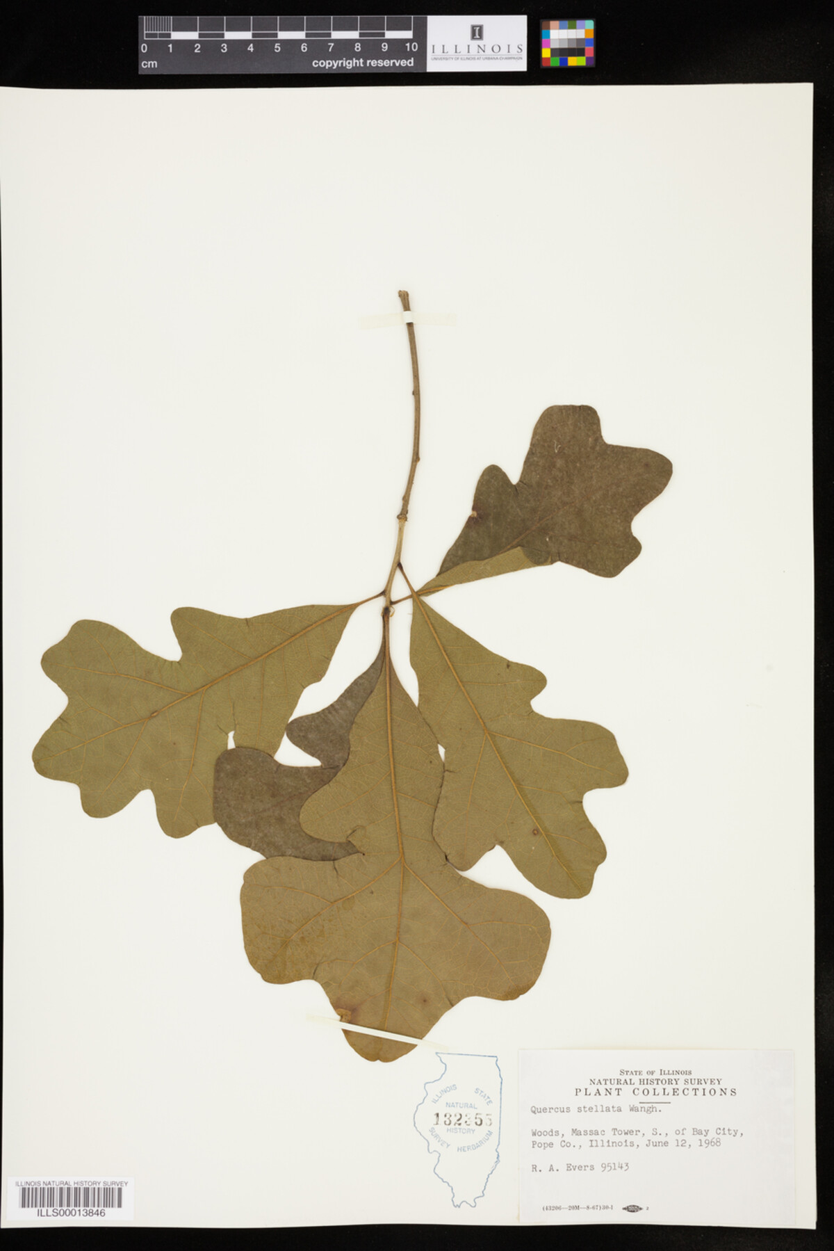 Quercus stellata image