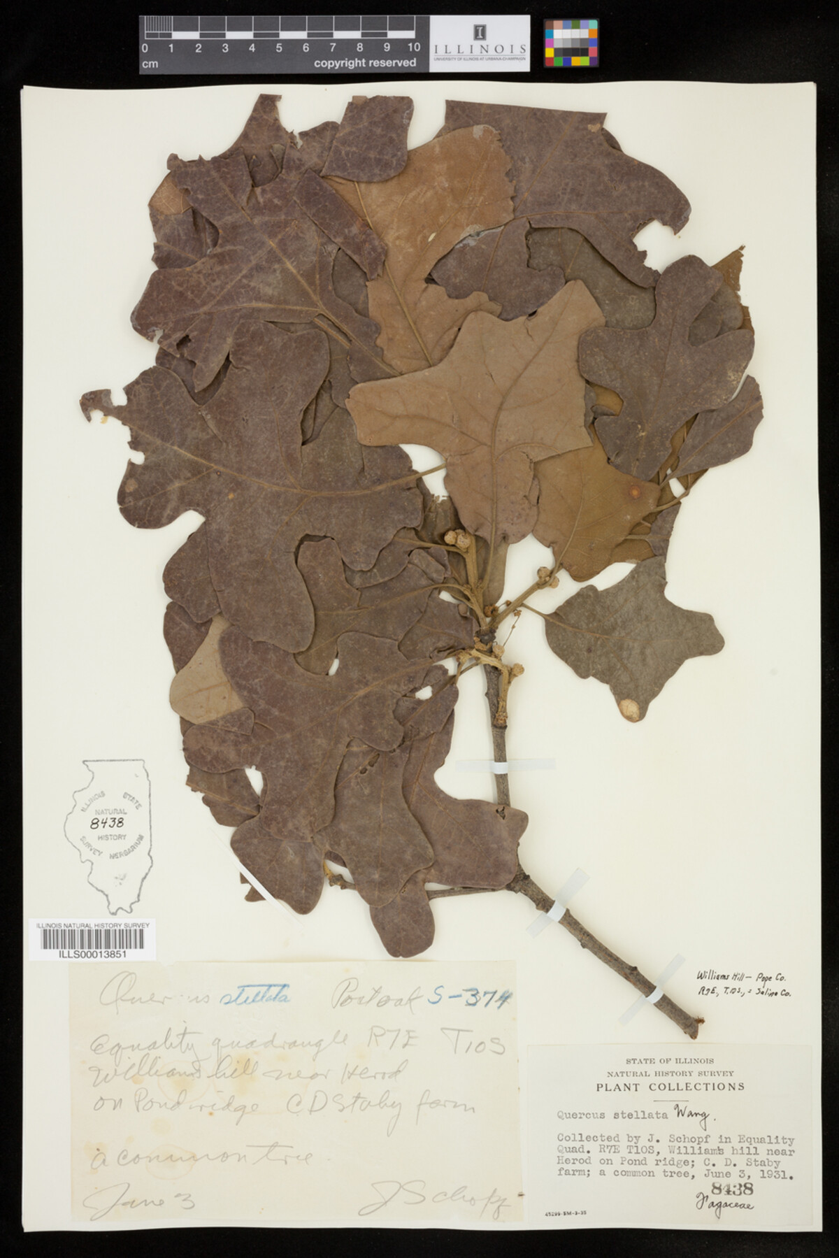 Quercus stellata image