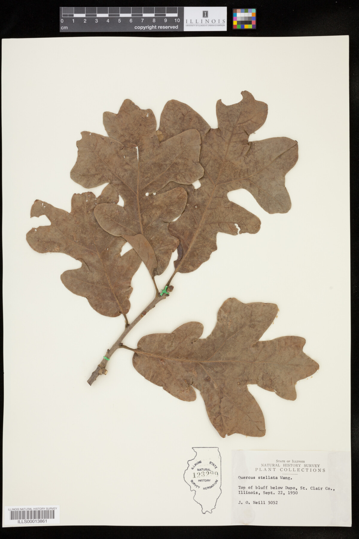 Quercus stellata image
