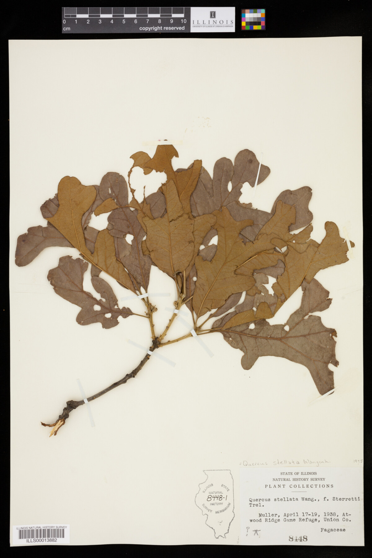 Quercus stellata image