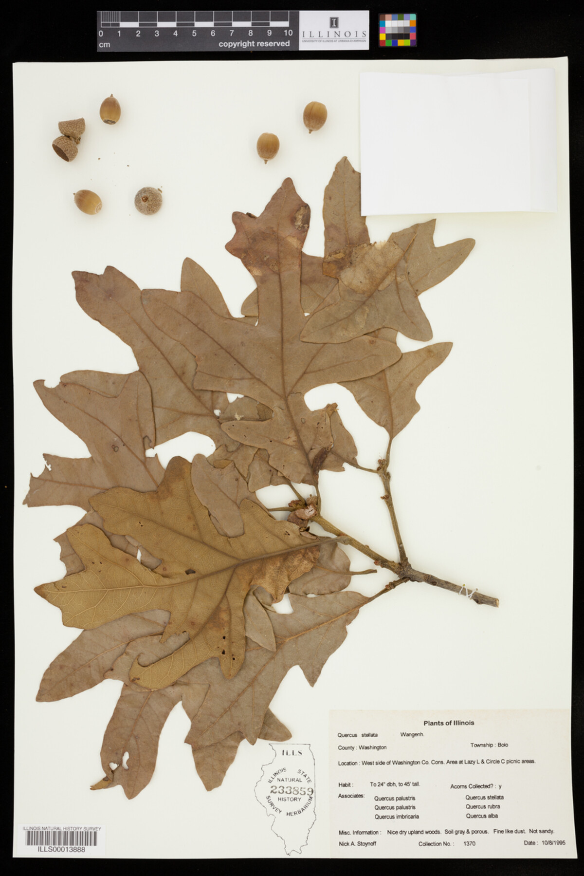 Quercus stellata image