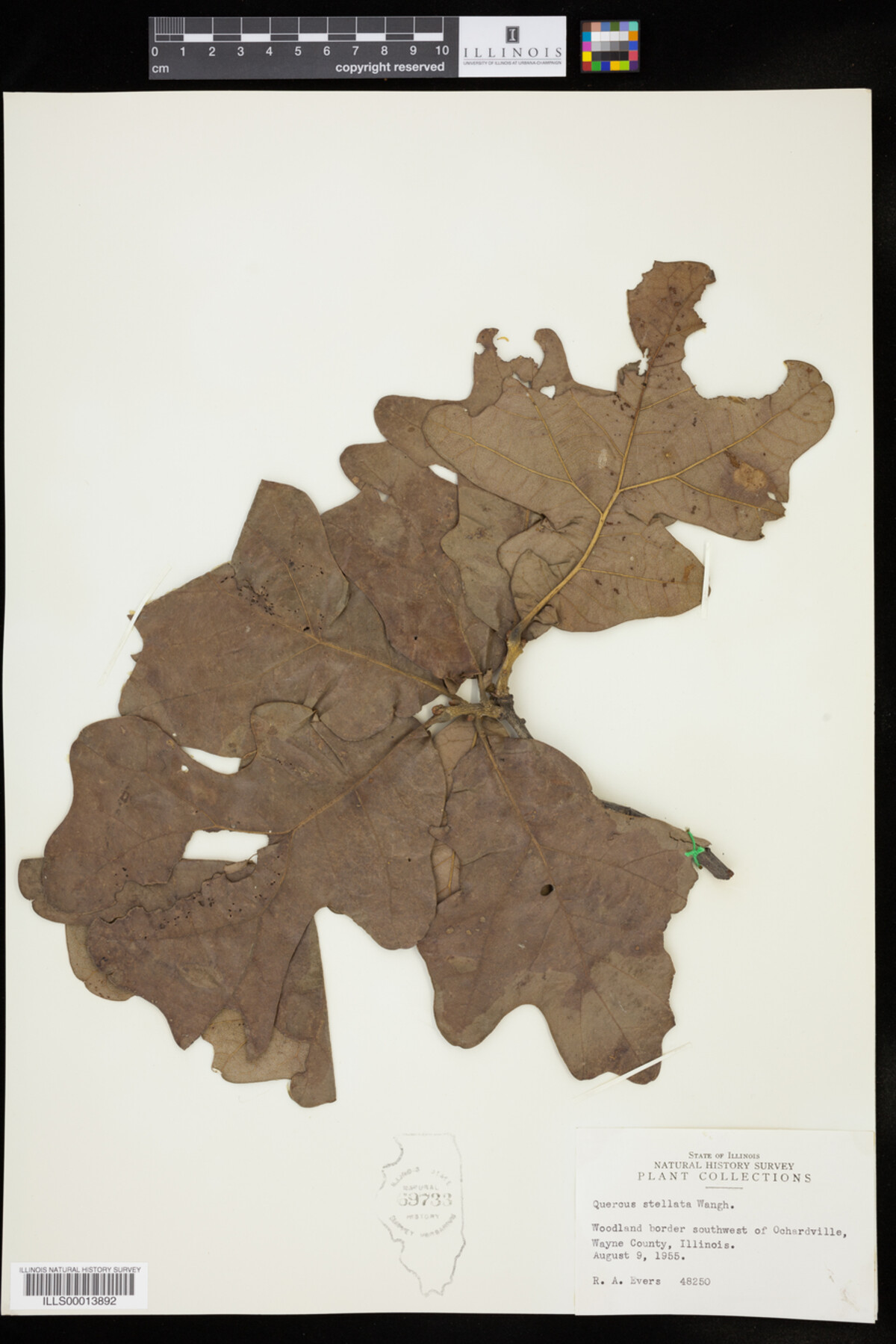 Quercus stellata image