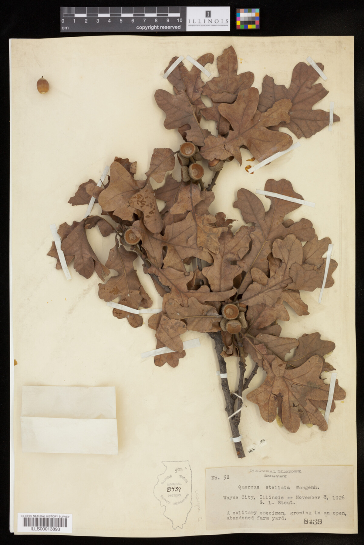 Quercus stellata image