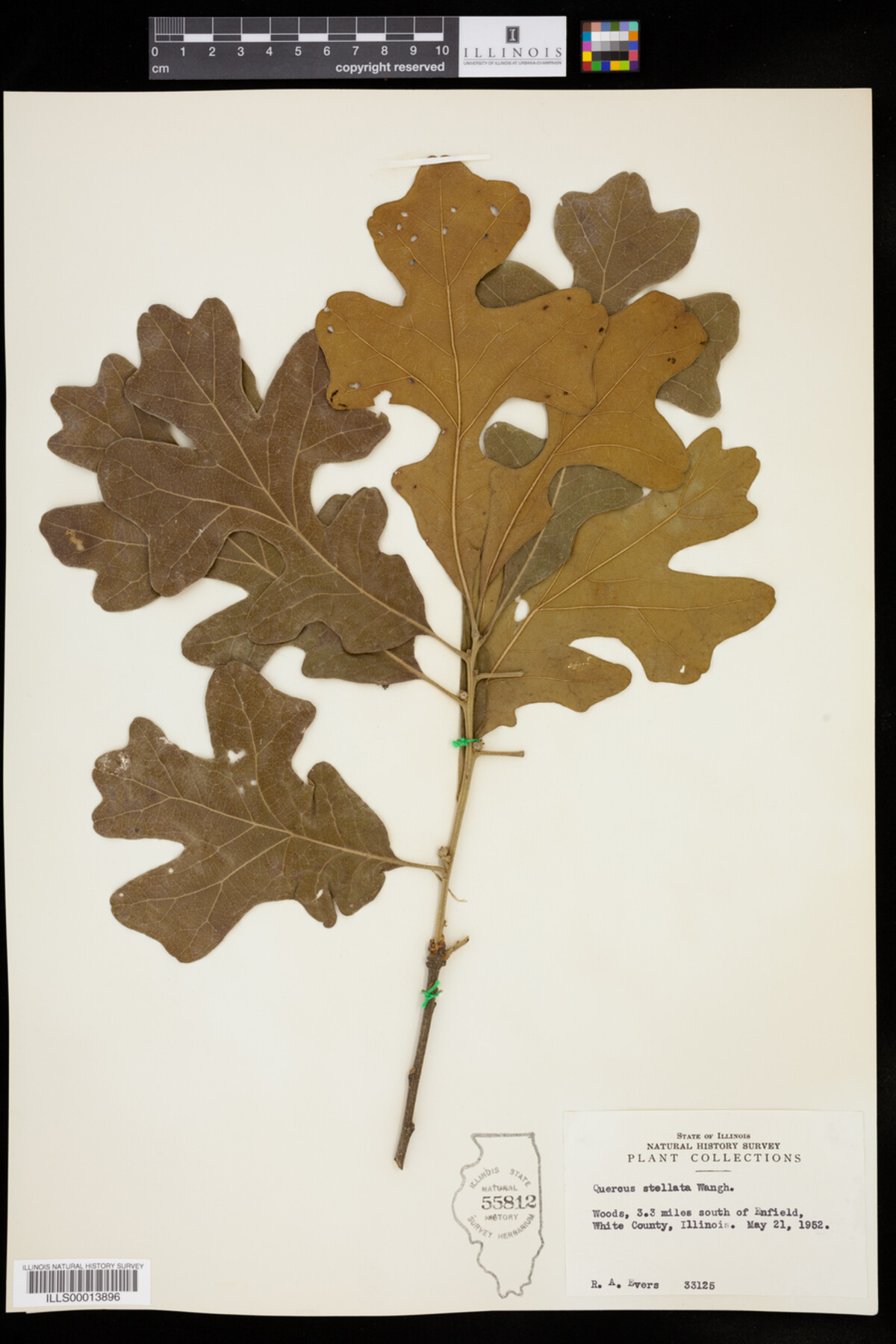 Quercus stellata image