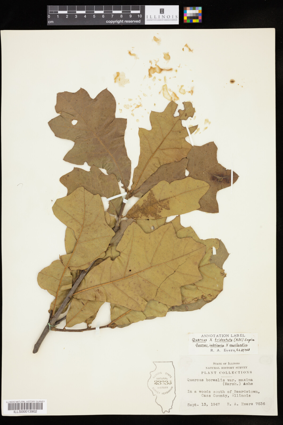 Quercus X tridentata image