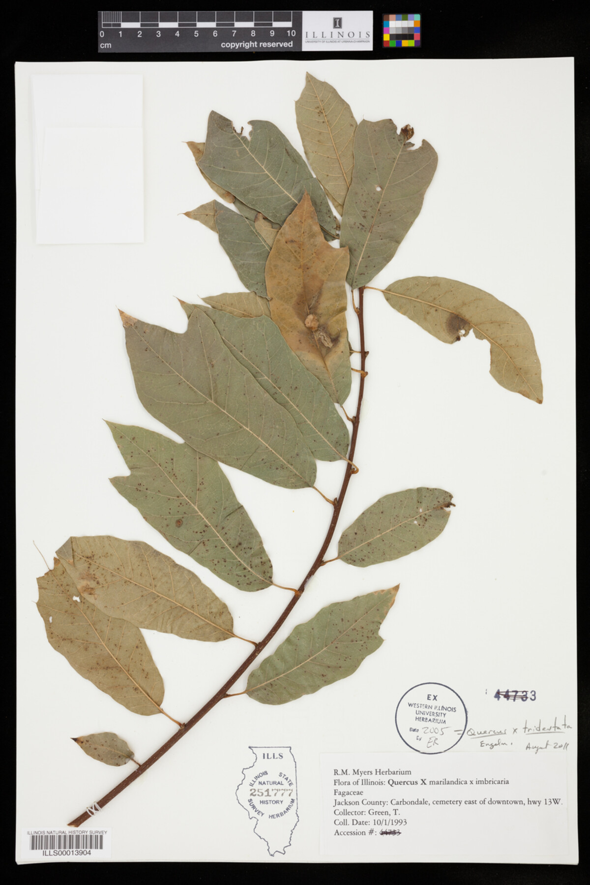 Quercus X tridentata image
