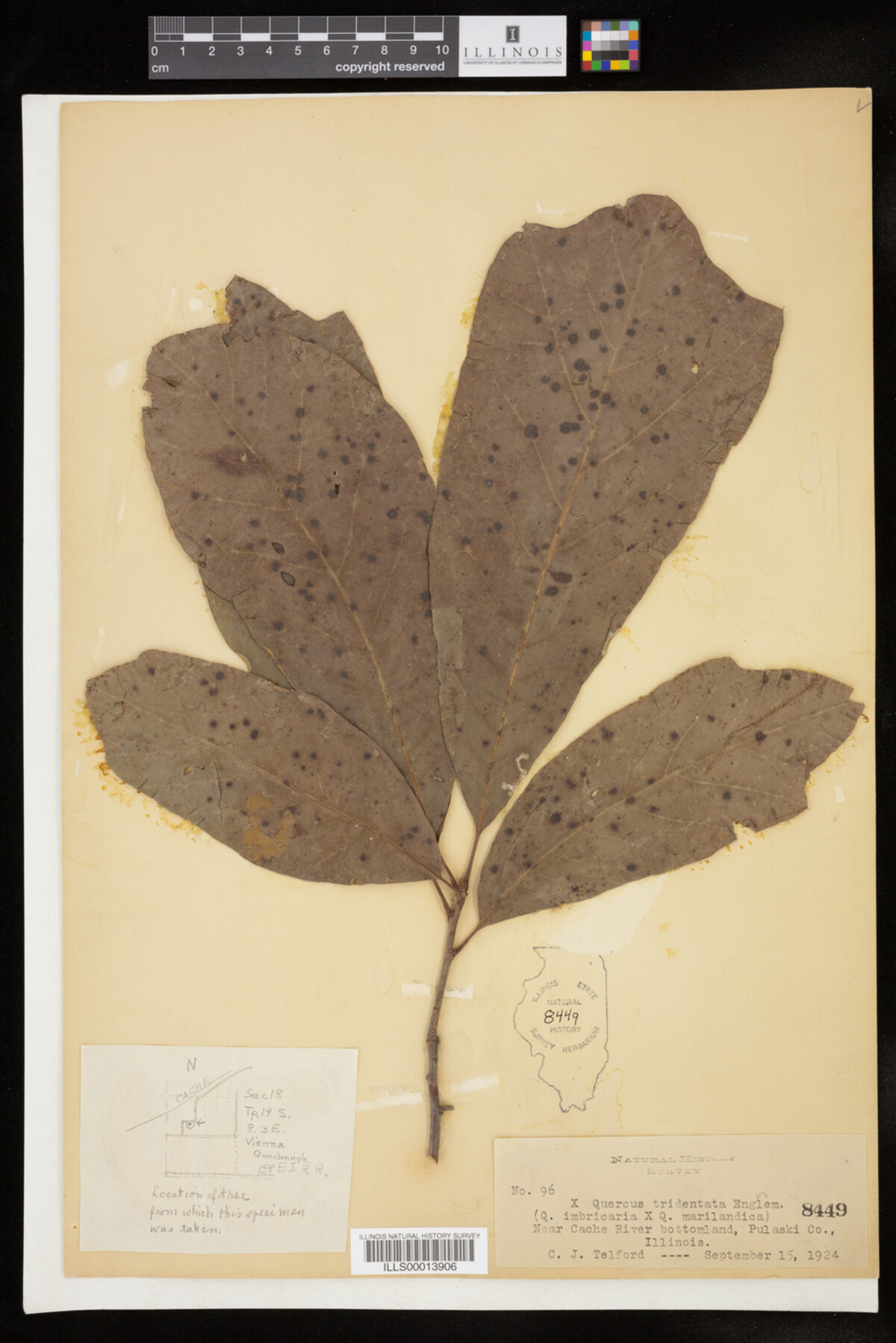 Quercus X tridentata image