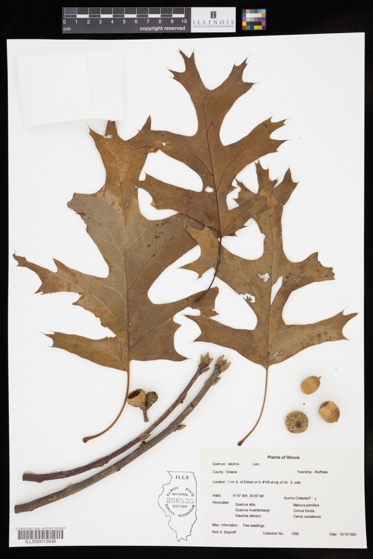 Quercus velutina image