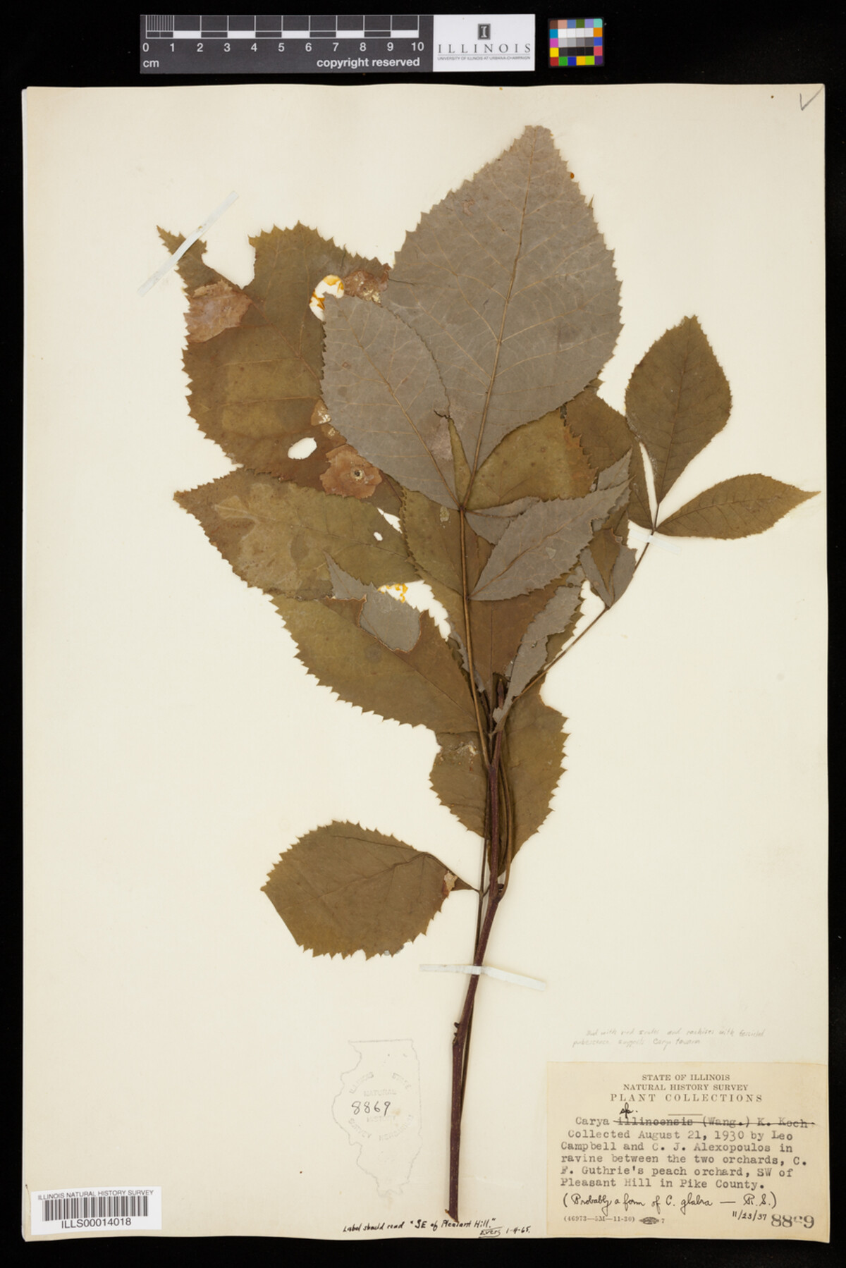 Carya glabra image
