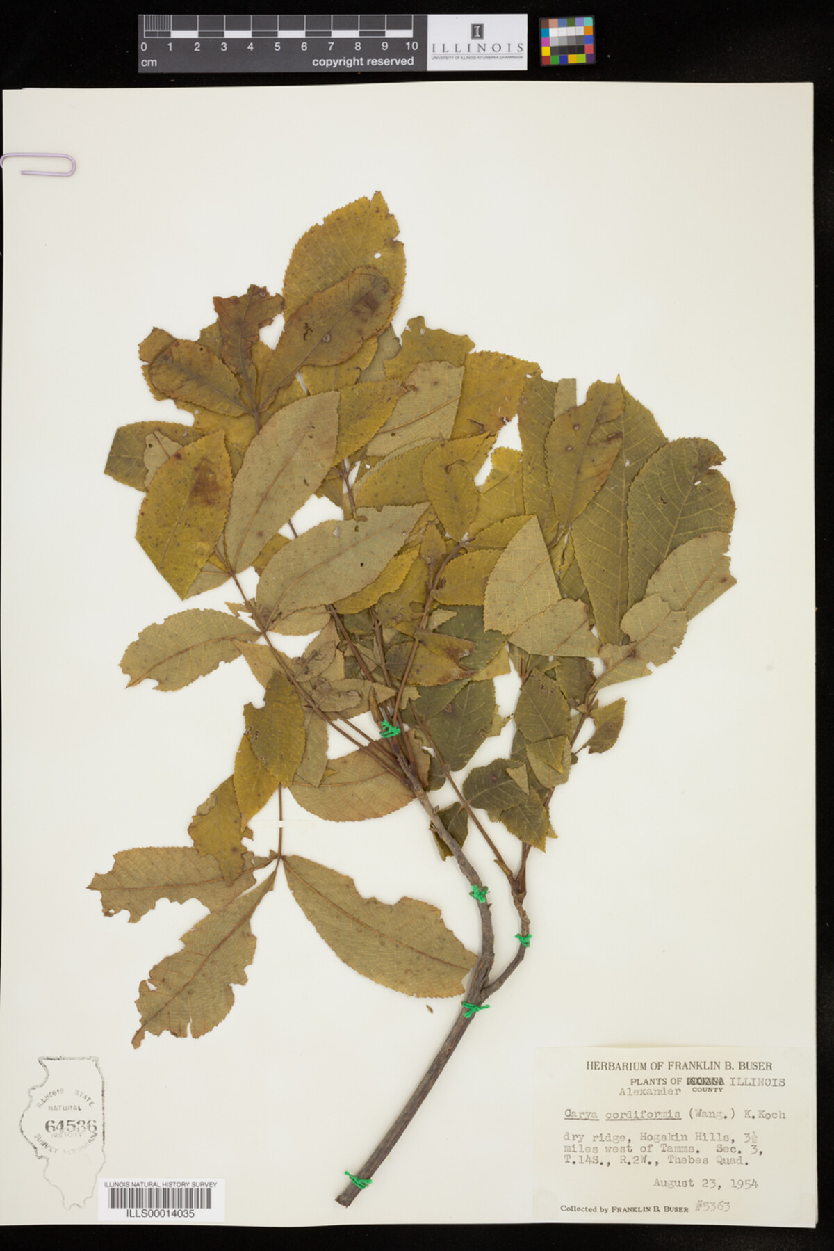 Carya image